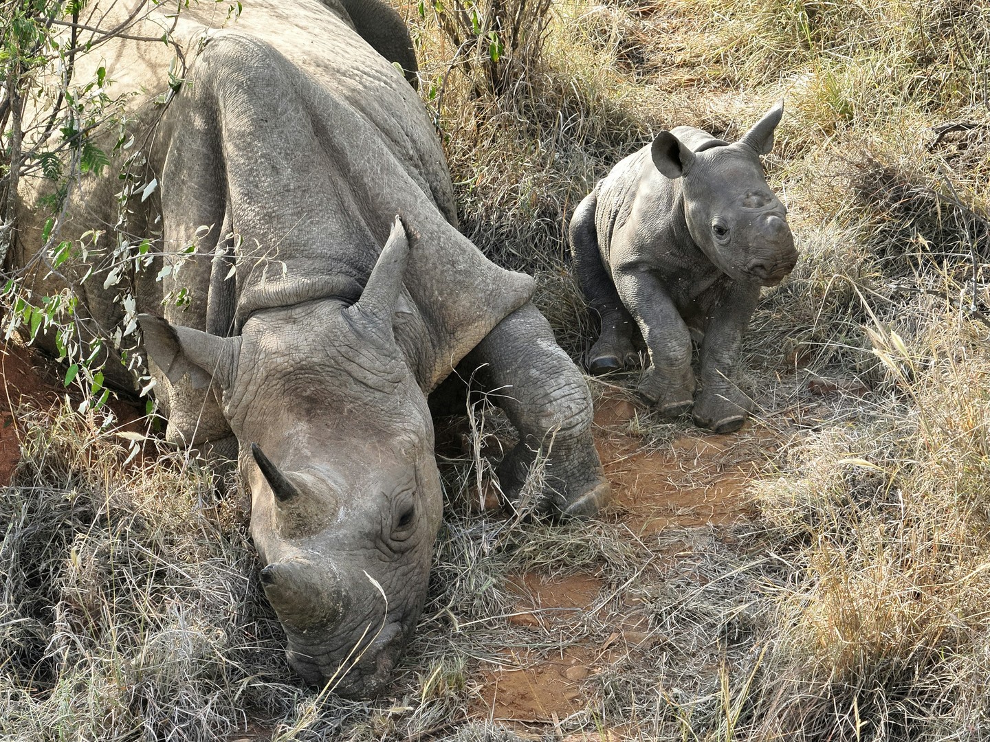 ✨ Meet Lakira ✨
Born: 27 October 2025
Mother: Akitam
Named by: Melinda Janki
Lakira’s name means “Star” in Maa — a fitting tribute to a young rhino already capturing hearts. Affectionately referred to by his sponsor as “Mystic Stardust”, the name reflects the sense of wonder and new life his arrival represents.
Born to the experienced and attentive Akitam, Lakira is thriving. Our rhino monitors confirm he is in good health, developing well, and benefiting from strong maternal bonding as his mother keeps him safely tucked away within her territory.
As Melinda shared, Lakira embodies “a mystical combination of stardust infused with life” — a powerful reflection of the connection created through naming and the conservation success unfolding at Loisaba Conservancy.
🦏 Interested in naming a rhino calf and supporting our rhino programme?
Email us at enquiries@loisaba.com to find out more.