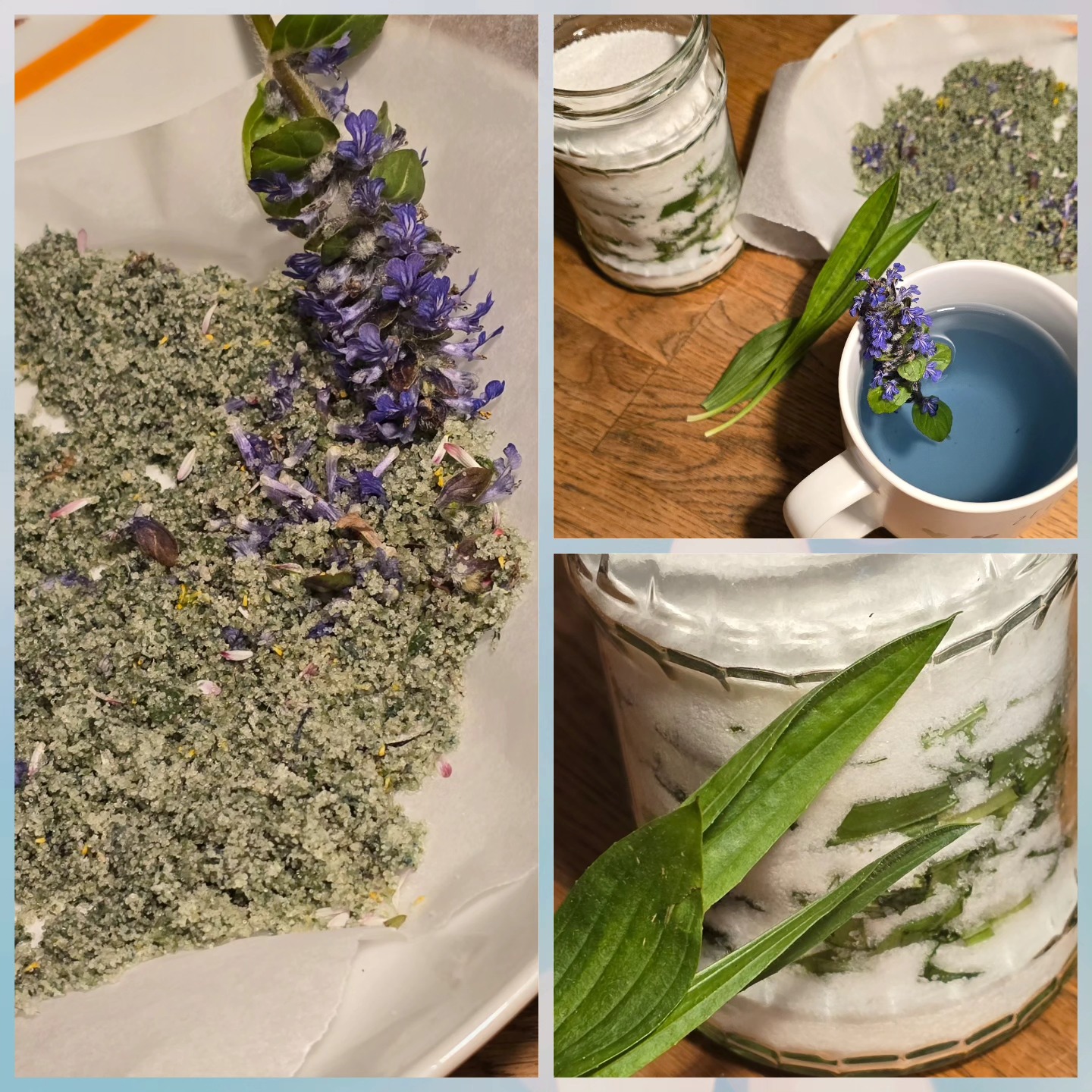 Heute in meiner Hexenküche:
• Kräutersalz mit Günsel
• Hustensirup mit Spitzwegerich
• Tee aus Günsel, Frauenmantel & Spitzwegerich
Heilwirkung Günsel:
• entzündungshemmend
• schmerzstillend
• bei Gelenkbeschwerden
• unterstützt die Wundheilung
Heilwirkung Spitzwegerich:
• reizlindernd
• entzündungshemmend
• schleimlösend
• antibakteriell
• wundheilend
• bei Husten & Heiserkeit
• hilft bei Insektenstichen & kleinen Wunden
#Kräuterkraft #Günsel #Wildkräuter #Naturheilkunde #Kräutersalz #Hustensirup #Hexenküche #Spitzwegerich #Frauenmantel #Kräuterliebe