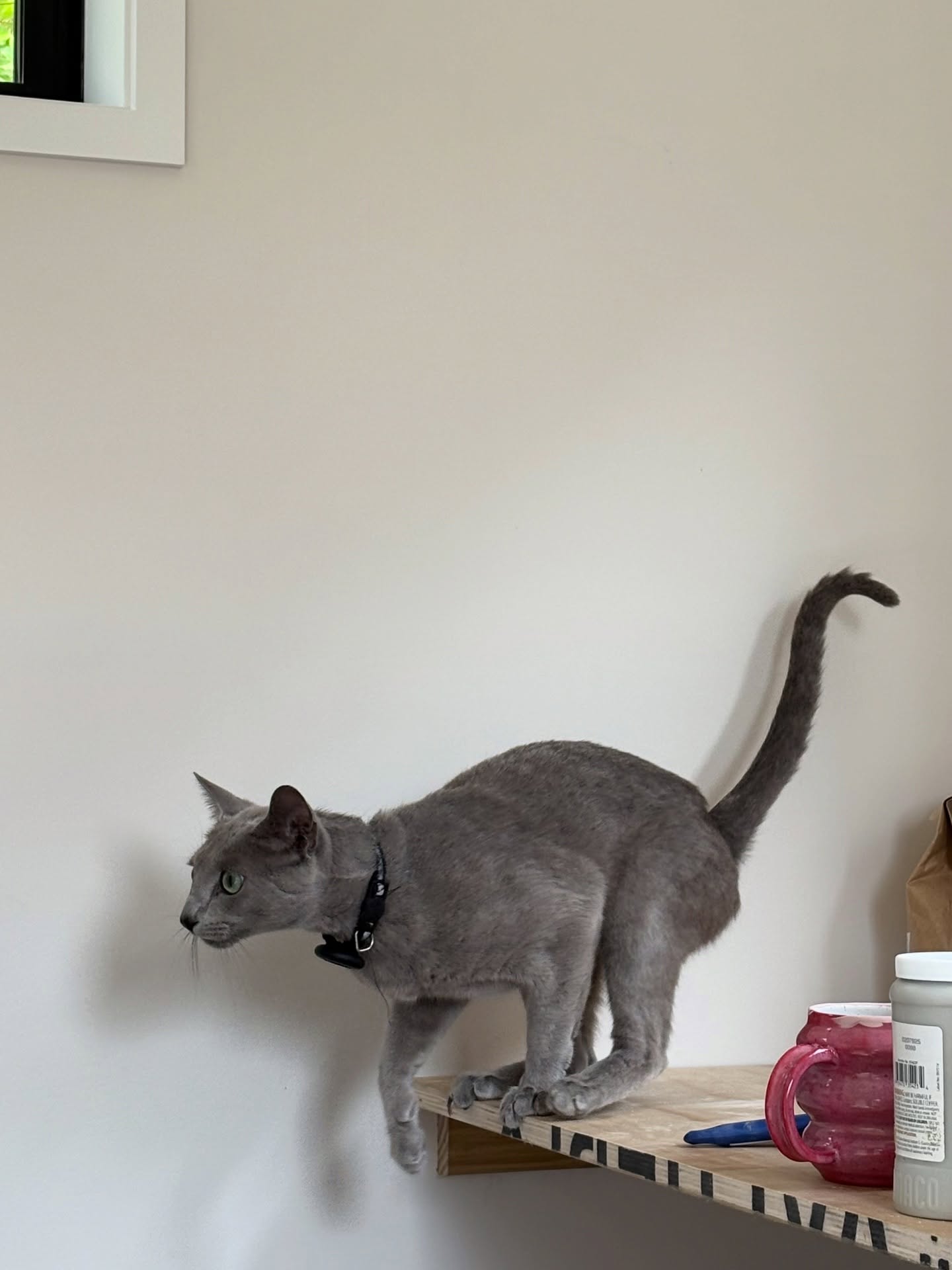 Oreo joining his human for an afternoon in the pottery studio 🌿🤍
#potterylife #petsofinstagram #daily #instalike #petsofig #aucklandnz #aucklandpets