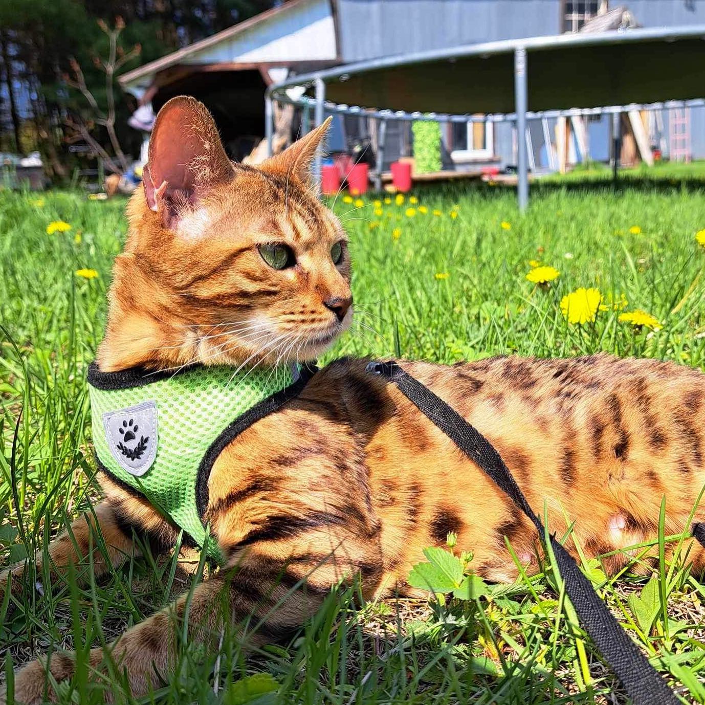 Notre belle Zelda 👑🥰