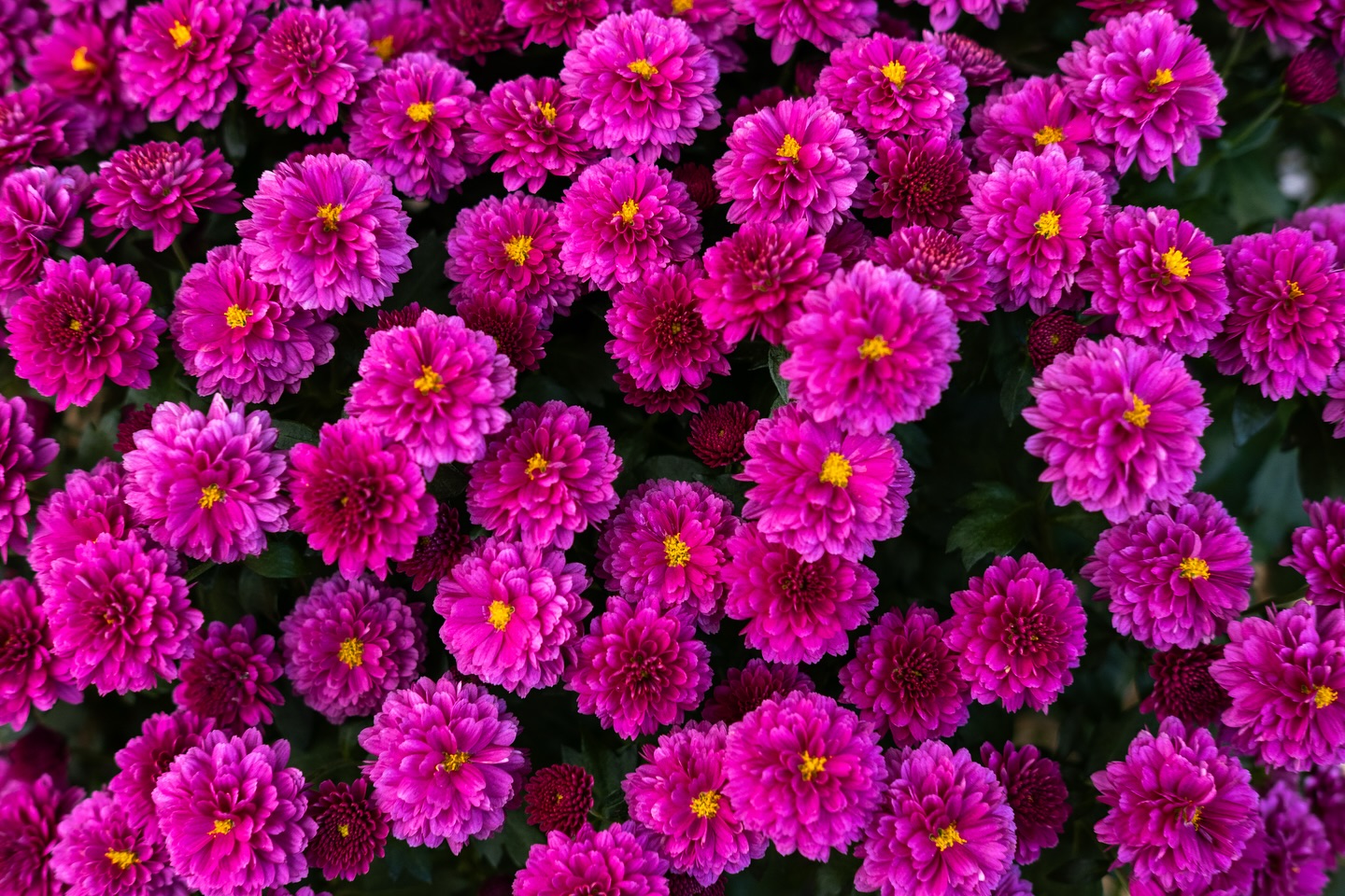 Pink flowers in a pattern.
#flowers #pink #photography #photo #fujixt5 #fujifilmusa