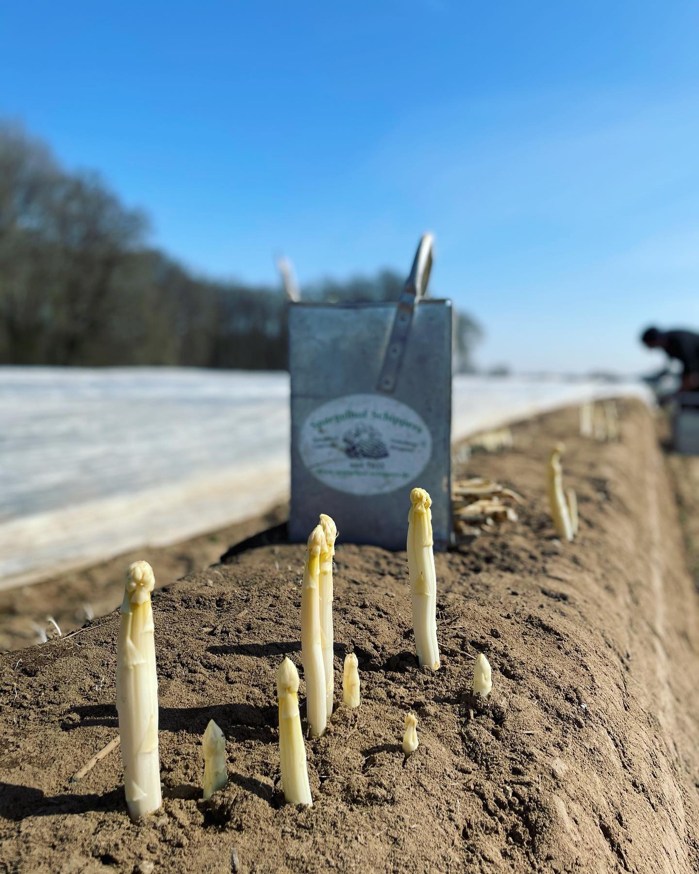 📢 Spargel-Update 📢
😍 Es ist soweit, der erste Spargel wurde frisch geerntet und ist ab morgen bei uns im Hofladen verfügbar🎊
📌 Ab Donnerstag (1. April) gelten dann wieder folgende Öffnungszeiten für den Hofladen bei uns auf dem Hof:
Montags - Sonntags von 08:30 Uhr - 19:00 Uhr.
📞 Telefonisch erreicht ihr uns von Montags - Sonntags von 08:30 Uhr - 19:00 Uhr unter folgender Rufnummer 02802-5459.
📌 Die Verkaufsstände sind aktuell noch geschlossen.
🍽 Das Spargelzelt bleibt vorerst noch geschlossen.
👍 Weitere Informationen folgen in Kürze.
#spargel #spargelsaison #hofladen