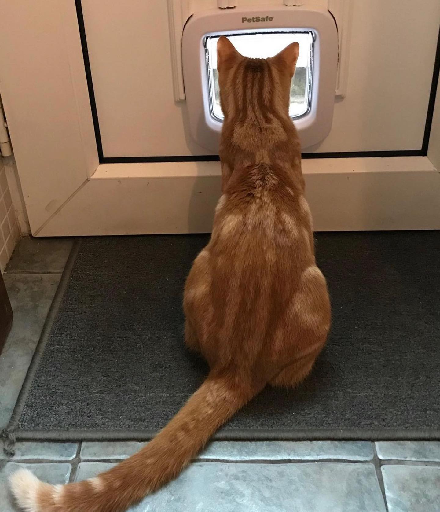 Microchip cat flap installation
Call us on: 07754540000
#cat #catflaps #catflap #catflapinstallation #installation #london #dogsofinstagram #dog #doglover #doglife #dogs #dogflap #londonlife #londoncity #londondiaries #northlonson #sunset #petdoor #petxare #petcare #dogcare #catcare #emergency