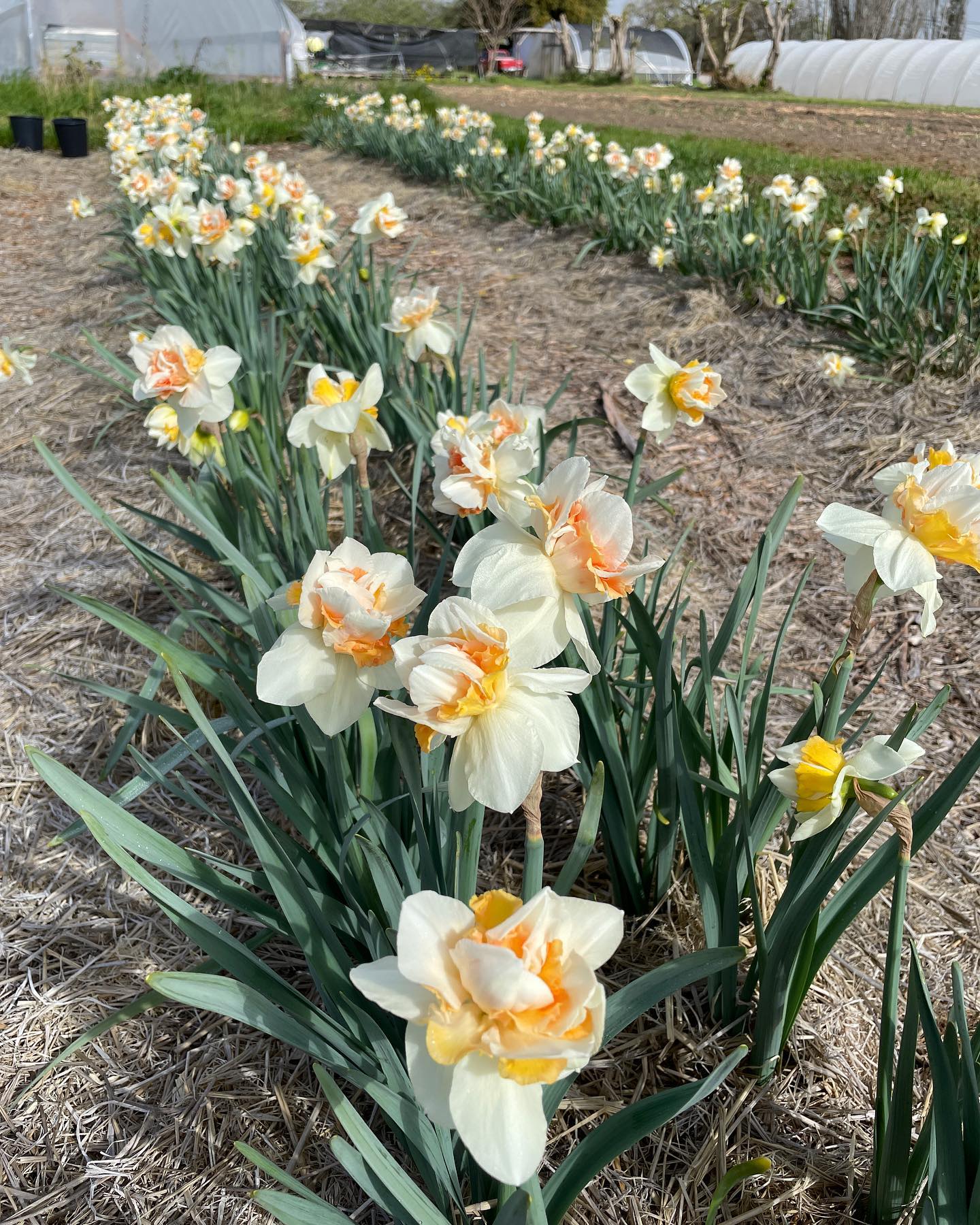 Itās not often that we let flowers fully bloom in the field (though I dream about letting that happen - can you imagine the beauty!?). Then again, itās not often that we have 88 degree days in March. These daffs blew open in the heat yesterday and they are a rare sight to see! If only you could smell them!
