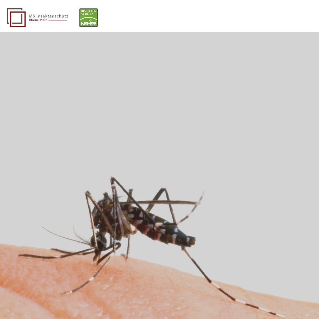Seit einigen Jahren breitet sich die Asiatische Tigermücke in Deutschland aus. In Wiesbaden, insbesondere im Stadtbezirk Südost fühlt sie sich anscheinend ziemlich wohl.
Die Tigermücke kann Krankheitserreger übertragen und stellt somit ein potentielles Gesundheitsrisiko dar. Sie ist tagaktiv, stechfreudig und an ihrem charakteristischen schwarz-weißen Muster erkennbar.
Besonders in der warmen Jahreszeit, wenn man Fenster und Türen offen lässt, ist ein effektiver Insektenschutz wichtig, um ungestört zu schlafen und unbesorgt Zeit in den eigenen vier Wänden zu verbringen.
Massgefertigte Fliegengitter #neherinsektenschutz halten die lästigen Plagegeister draußen und ermöglichen trotz allem ausreichend frische Luft in Ihrem Zuhause.
Die Verbreitung der #asiatischetigermücke zeigt, wie wichtig es ist, sich und seine Liebsten zu schützen!
🟥⬜️insektenschutz-rhein-main.de
#fliegengitternachmaß #fliegengittertür #fliegengitterfenster #insektenschutzgitter #transpatec #transpatecgewebe #hausbau2023 #homeinterior #homerenovation #insektenschutztür #insektenschutzschiebetür #bauherren2023 #newhome #aedesalbopictus #stechmücken #mückenschutz #neher #wiesbaden