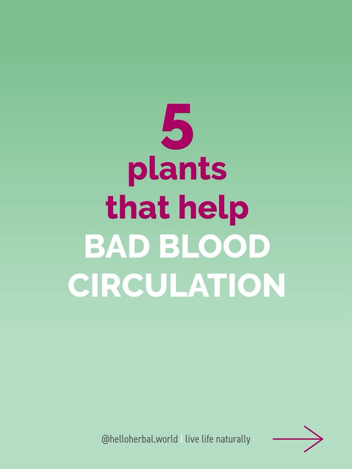 Varicose veins, blueish skin, cold hands and feet, brittle nails, exhausted? Try these 5 blood circulation teas:
* Willow Leaf Tea: Steep 1-2 tsp dried willow leaves in boiling water for 10 minutes. Strain and drink 30 minutes before breakfast
* Nettle Tea: Pour hot, not boiling water over 1-2 tsp dried nettle leaves. Steep 5-10 minutes. Strain and enjoy 2-3 cups daily.
* Spiraea Tea / Meadowsweet (Filipendula ulmaria): Add 1 tsp dried meadowsweet to hot water. Steep 10 minutes, strain. Best enjoyed mid-morning.
* Celery Stem Tea: Chop 2-3 fresh celery stems, steep in boiling water for 10 minutes. Strain and sip 2-3 times daily.
* Linden Tea: Steep 1 tbsp dried linden flowers in hot water for 10 minutes. Strain. Enjoy in the afternoon or before bedtime for relaxation and circulation support.
šLet me know in the comments if you recognize these symptoms and which tea are you going to try.
š Follow @helloherbal.world for tips, recipes and DIYs to live life naturally
š” Always consult a healthcare provider before starting herbal remedies, especially if on medication.
#CirculationTea #HerbalRemedies #BloodFlow #HerbalTea #HealthyLiving #CirculationSupport #HerbalHealing #bloodflow #bloodcirculation #tearecipe