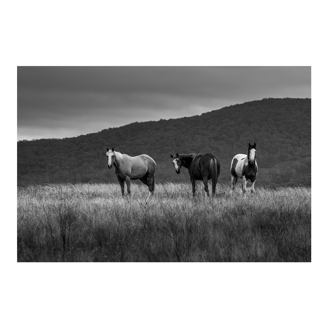 ‘Paradise Valley’
.
Braidwood ~ NSW
These beautiful creatures were more than happy to pose for the camera, but preferred to socially distance themselves from me. 🤷🏼♂️ 🐴
#australia #horses #australiagram #braidwood #valley #animals #australiangeographic #sunset #seeaustralia #discoveraustralia #getoutstayout #nikon #landscape #landscapehunter #visitnsw #nsw #blackandwhitephotography #b&w @nikon_australia @travelaustralia @australia