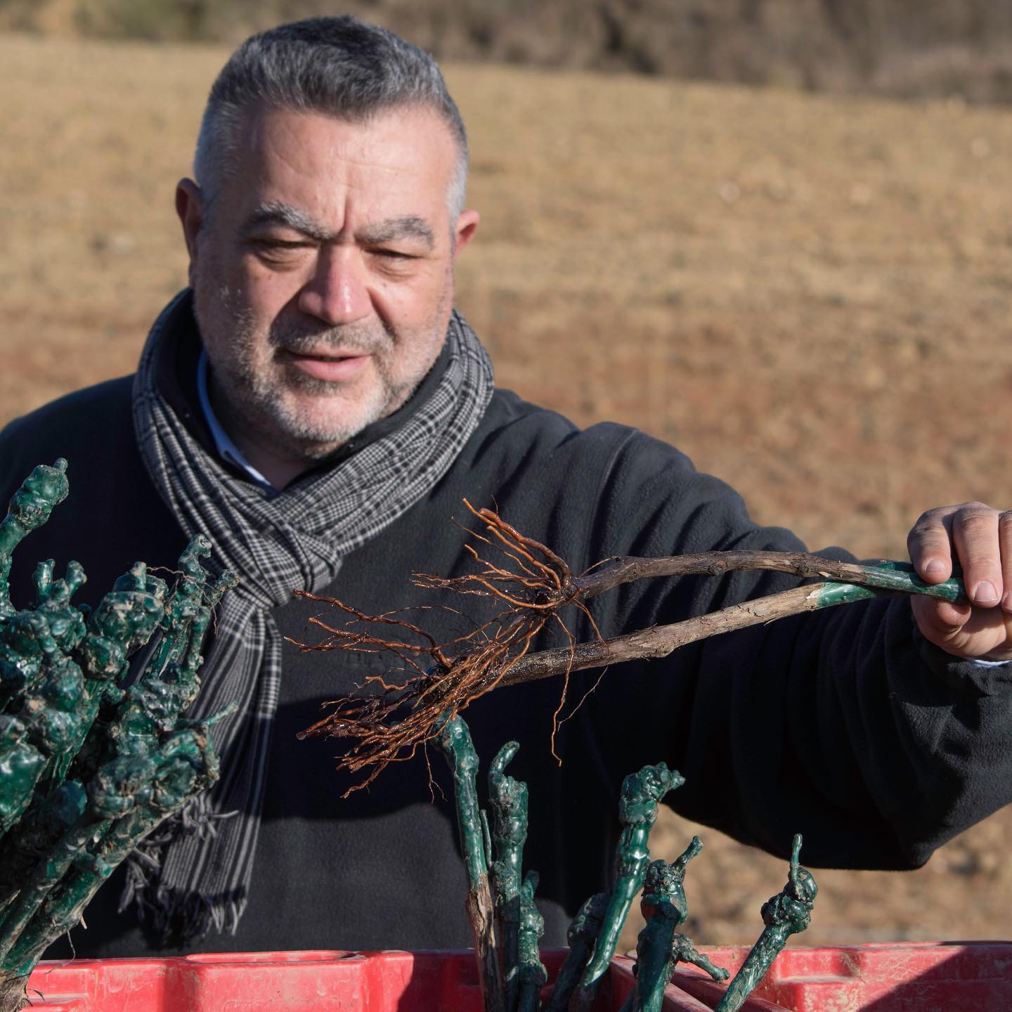 #quasiprimavera e si sfruttano questi giorni di sole ☀️ per i nuovi impianti. #viticoltura #laboratorioenologicotoscano #toscana #micorrizze #mycoactiveplus
