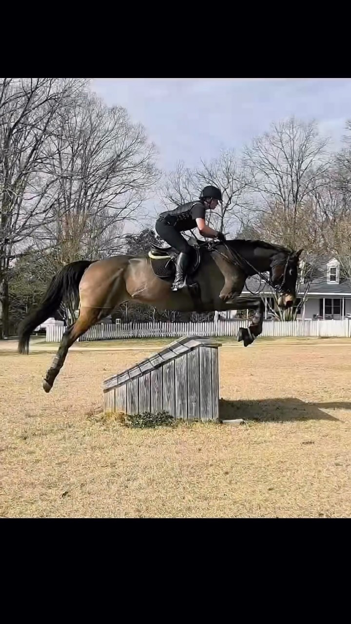 Glad to get a jumping day in with Ted before this winter weather wants to show up. Great rides and lessons today! PM for lessons once weather is out of here! #millereventing #fernhillfreestyle🍀 🎥 @raian_brooke