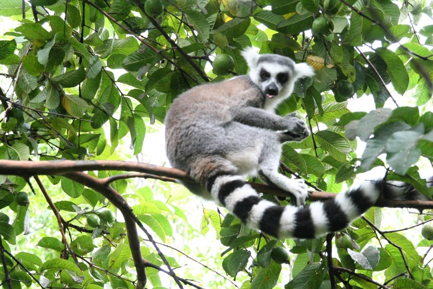Madagascar saison requin baleine!
Voyage d'exception de 10 jours dans centre privatisé sur l'île de Sakatia . Max .18 personnes
Au menu plongées sur des sites que nous connaissons depuis plus de 30 ans tout cela dans uncadre idyllique à côté d'une fôret primaire.
Plongées fluo exceptionnelles!
Observez les tortues marines en PMT à 300m de votre bungalow!
à partir de CHF 1200.-/1580*
10 jours, DP, 10 plongées.
Grand choix d'excursions terrestres. Non plongeurs bienvenus.
Possibilité de faire les spécialités de biologie marine sur les requins, mantas, tortues et coraux avec un biologiste.
Peut être cumulé avec une croisière sur les iles Radames du 26 novembre au 3 décembre
CHF 1850.-/2350-*
* single
Pour plus d'informations : travel@moramora.ch
http://ow.ly/u56750MR13n
#madagascar
#sakatialodge
#plongeemadagascar
#underwater
#diveandtravel
#moramoratravel
#diving
#scubadiving
#scubadive
#divingwithfriends