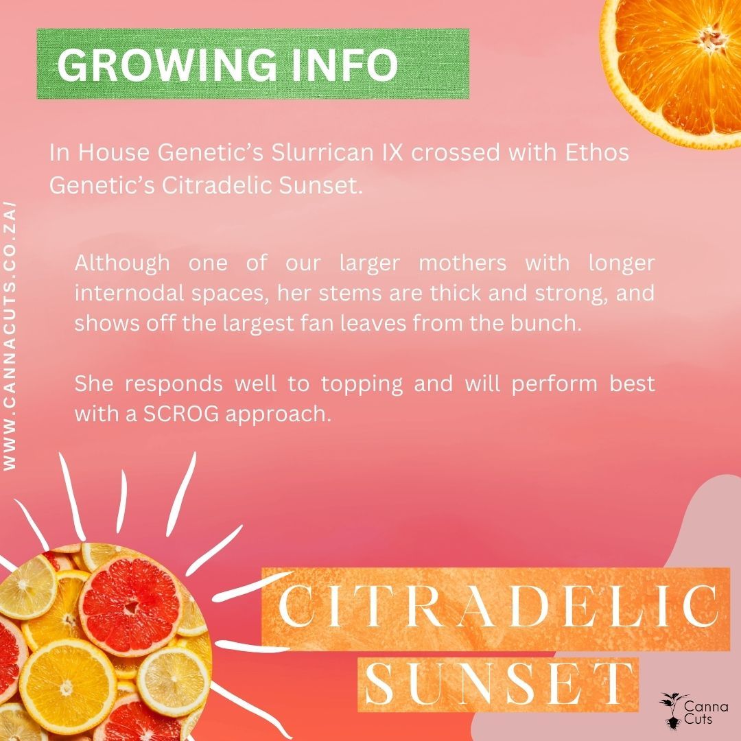 Citradelic Sunset x Slurricane IX
A favorite here at Canna Cuts. She will become a tall thick stemmed beauty left untrained. Be sure to bend this lady over when you get your clones @ www.cannacuts.co.za !