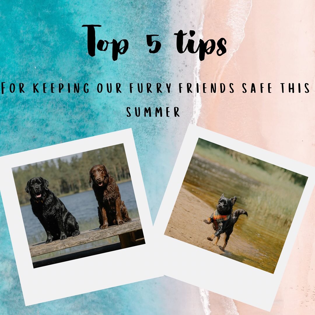 Keep your furry friend safe this summer! 🐾☀️ Here are the top 5 tips: 1. Stay hydrated 💧 2. Avoid hot pavement 🔥 3. Provide shade 🏖️ 4. Never leave in a parked car 🚗 5. Limit sun time 🧭