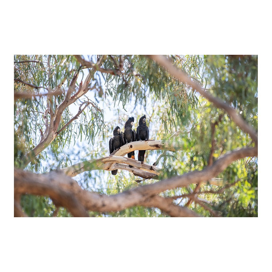 ‘Three Amigos’
.
Family of Black Cockatoos.
Menindee ~ NSW
.
#australia #trees #australiagram #blackcockatoos #menindee #australiangeographic #seeaustralia #discoveraustralia #getoutstayout #fujifilmgfx100s #landscape #landscapehunter #outback #outbacknsw #visitnsw #nsw @fujifilmx_au @travelaustralia @australia