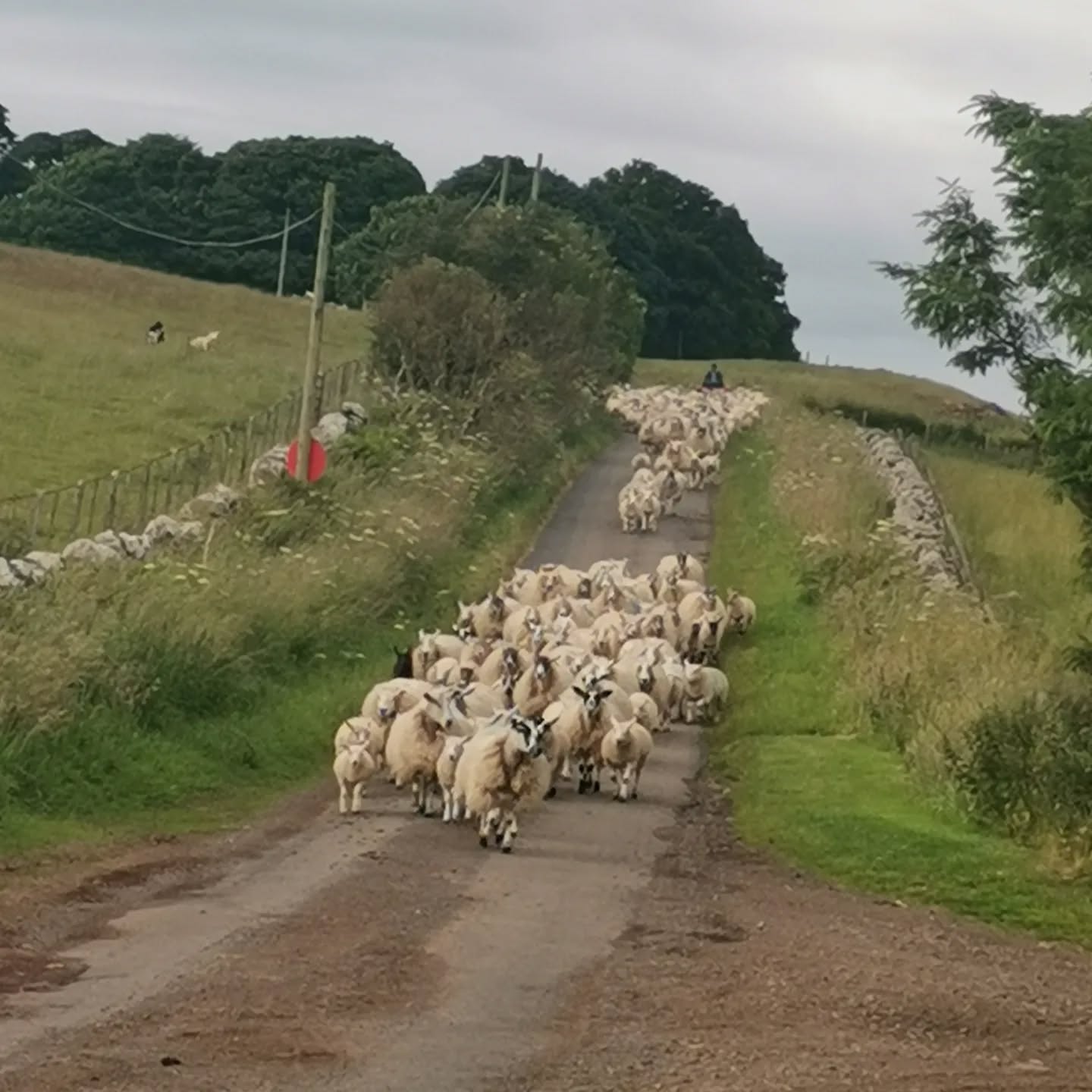 Evening traffic in Mordington. #rural #farming #scottishborders #traffic #sheep