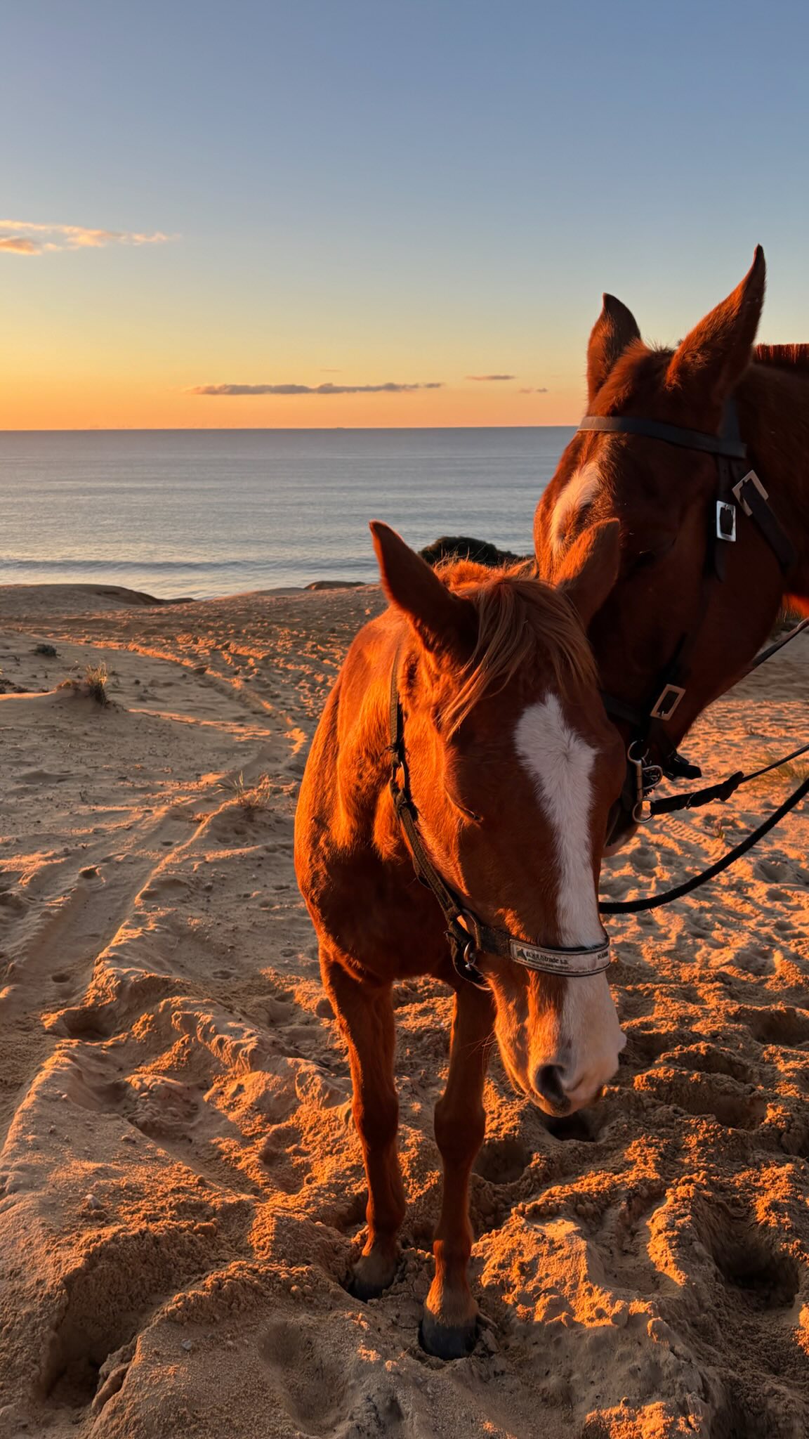 Somewhere between nature and calm.
For us, this is not just an activity or a moment of fun.
It’s about connection, presence and the relationship you build with the horse — listening, trusting and moving together.
More than a ride.
It’s an experience you feel.
#litshorses #praiadomeco #lisbonadventures #passeioacavalo #portugal #horseadventures