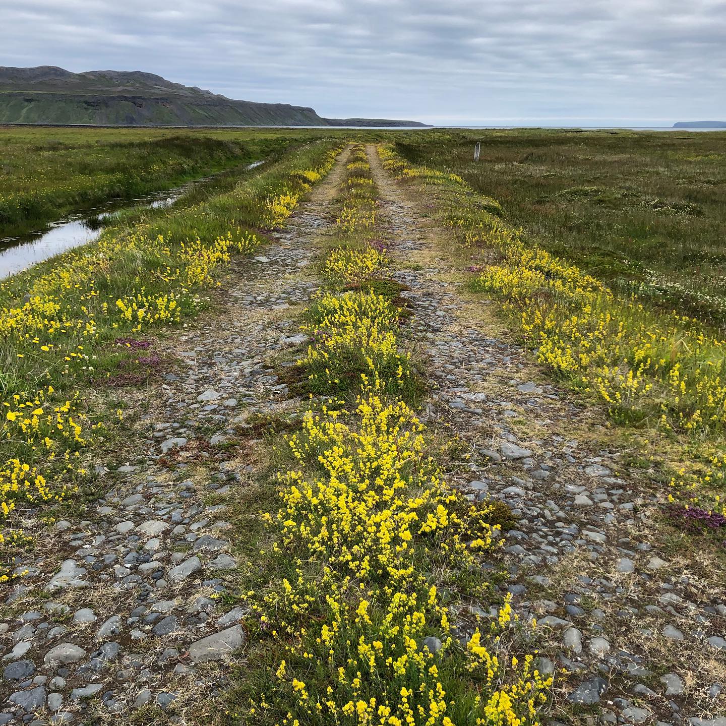 Happy new year to all our Baer artists, friends and followers around the world!
May the new year lead us on the right path to safer and more normal lives for all.
After a long period of absense from instagram, we hope to keep more in touch and aim to be more active in sharing with you the beauty of our special place.
With love from Iceland.
🙏☀️