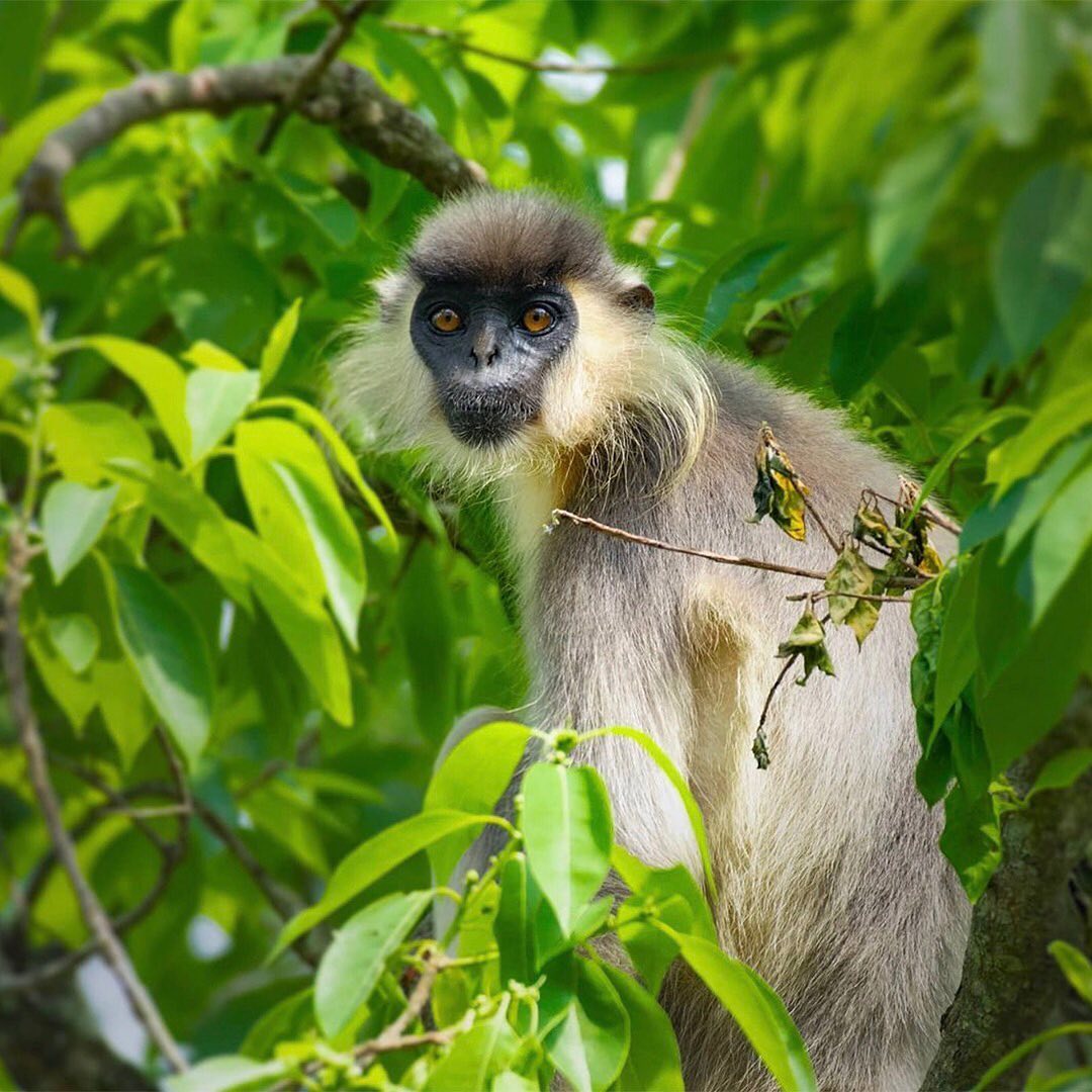 Curious Monkey In Forest
“There are 264 known Monkey species. They have tails which is what differentiates them from Apes. Many types of Monkeys live high up in the trees. They are called arboreal as they will spend their entire lives on the trees. Others go back and forth between land and trees. Monkeys have long, powerful tails. They use them for balance, vertical leaping, and they are able to hang upside down from trees for long periods of time with them. Affection is expressed for each other by Monkeys in similar ways that humans do. They mourn loss, they show happiness, and they show anger towards the members of their group.” www.monkeyworlds.com
Photo by @purnendu_wildlife
Subscribe to @trilliontreescampaign for more inspiring nature content and to connect with easy ways to plant trees around the world.
One of the easiest ways to create more monkey habitat is to help plant trees by switching your web browser to @Ecosia to plant trees for free while you search the web. Ecosia.org is the ‘search engine that plants trees’ by donating 80% of their advertising revenue to effective tree planting projects around the world with a focus on biodiversity hotspots.
#trilliontreescampaign #trilliontrees #reforestation #generationrestoration #wildnature #jungle #jungles #junglelove #wildlife #wildlifehabitat #habitat #biodiversity #wildlifeplanet #wildlife_inspiration #wildanimals #naturephotography #nature_inspiration #naturebeauty_pix #naturemeditation #naturelifeearth #loveforests #naturemeditation #natureinspiredbeauty #naturelifeearth #keepnaturewild #monkeys #monkeysofinstagram #monkey #givebacktonature #learnaboutnature
