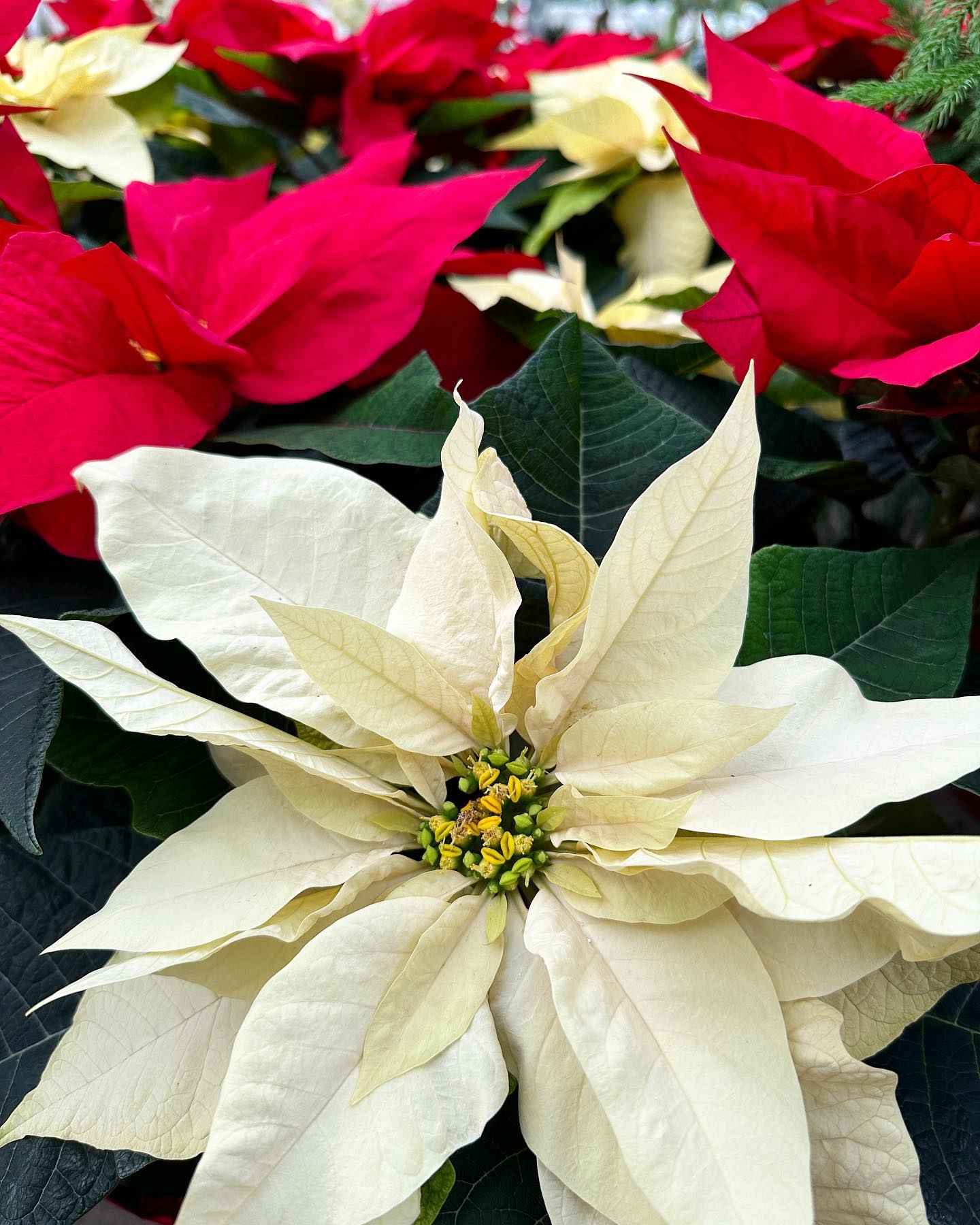 Christmas is right around the corner and we can’t wait! Poinsettias are a perfect gift to bring to your holiday host. 🎄🎁
