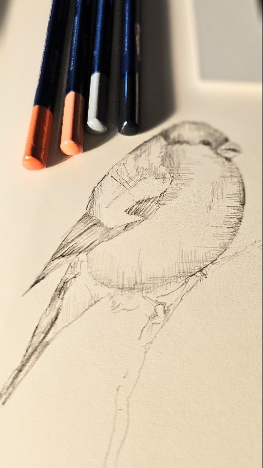 Beautiful Bullfinch
๐ฑ I am lucky enough to have a pair of Bullfinch birds visit the hedgerow right outside my window on a fairly regular basis.
๐ฑ Their food of choice seems to be berries. The male has this magical terracotta coloured chest whilst the female is a muted version. They are shy little things so I always feel blessed when I spot them again.
๐ฑ Here's my little sketch in prep for a pyrography version.