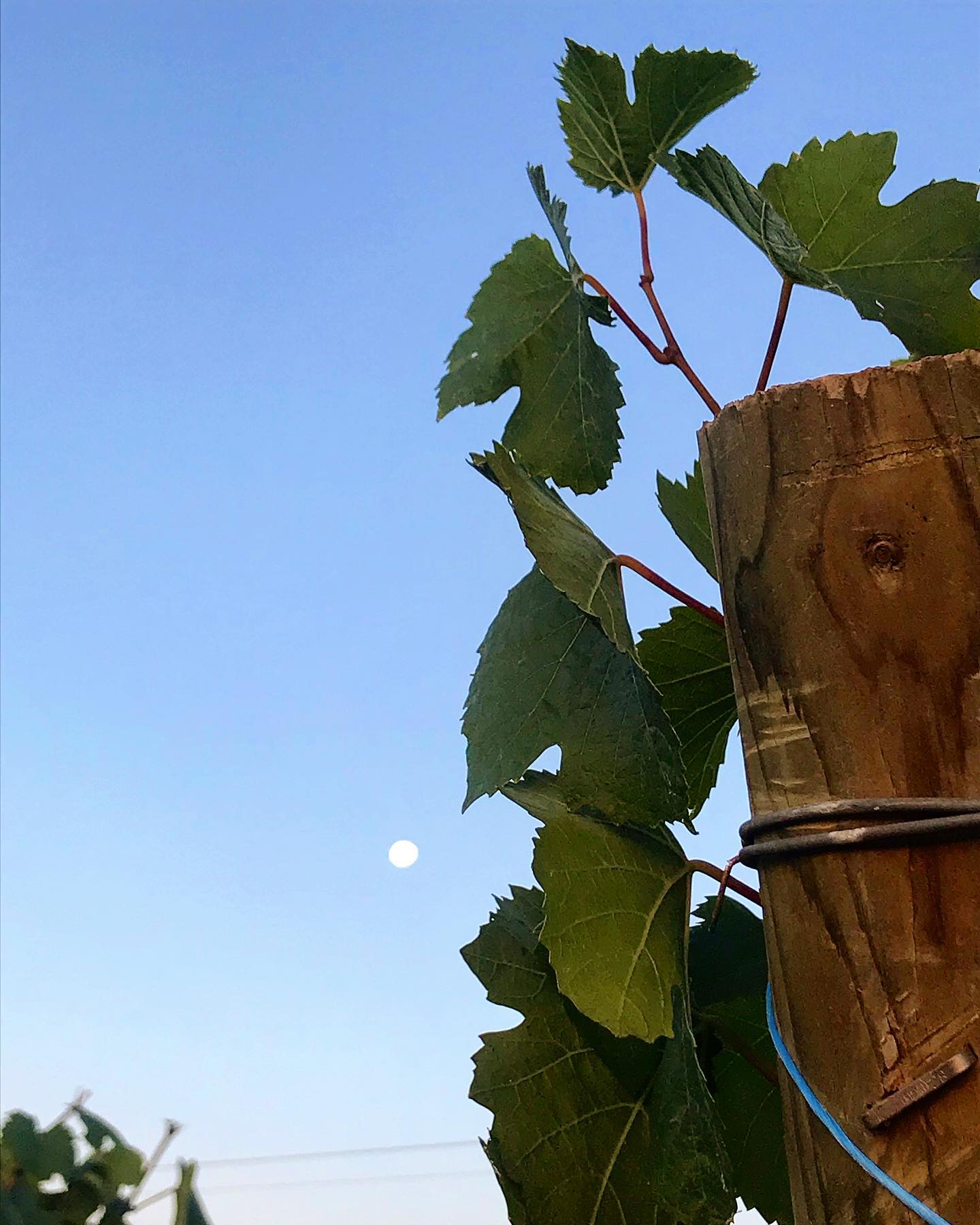 « La lune a déchiré la robe de la nuit ,
Bois du vin maintenant ; cela seul réjouit,
Profite du bonheur ; bientôt le clair de lune,
Sur notre tombe à nous rayonnera sans bruit » 🌝🌚
.
. Oman Khayyam
.
.
.#alsace #vin #vindalsace #vigne #wine #winelover #winelovers #drinkalsace