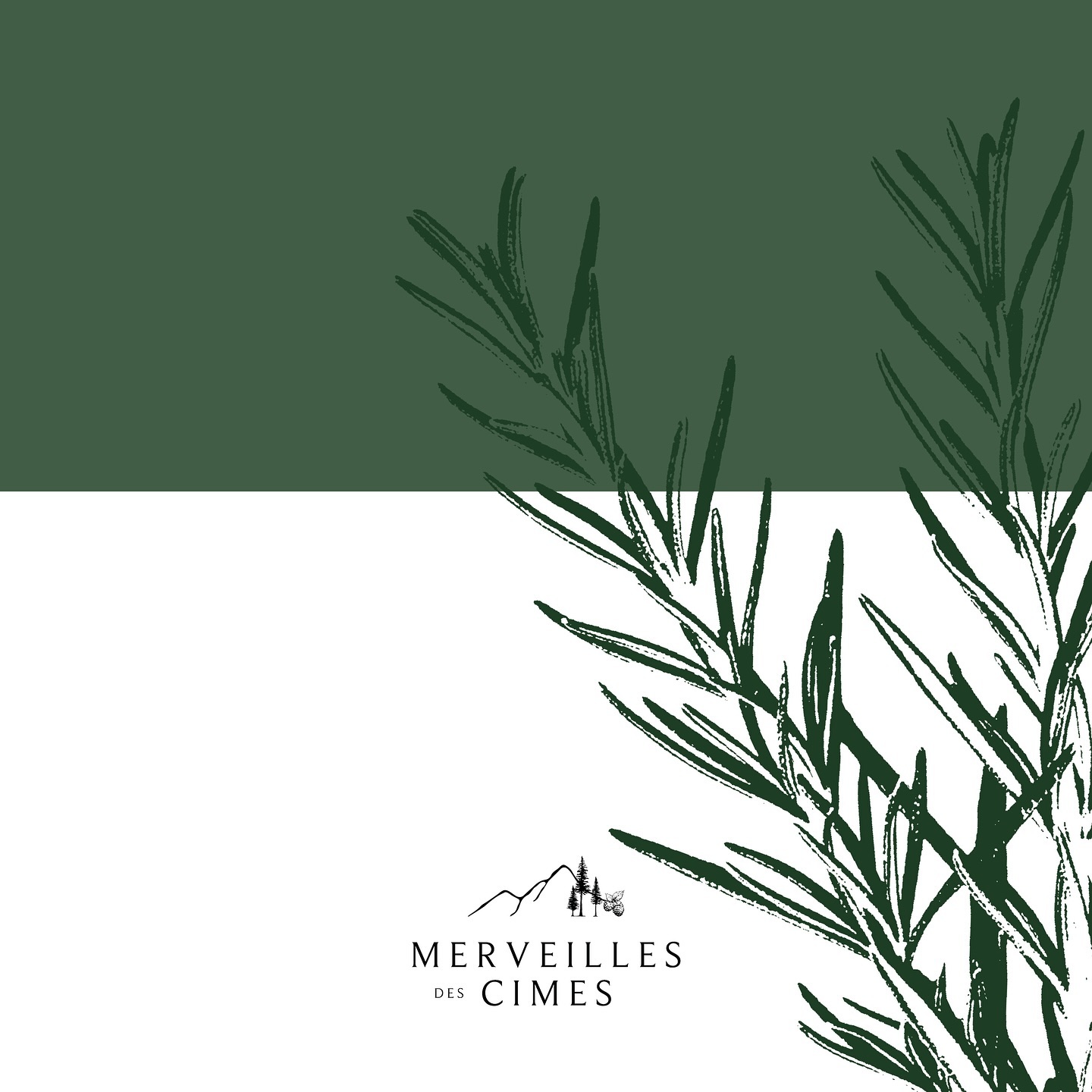 Délicat romarin ✨
#merveillesdescimes #agriculturebiologique