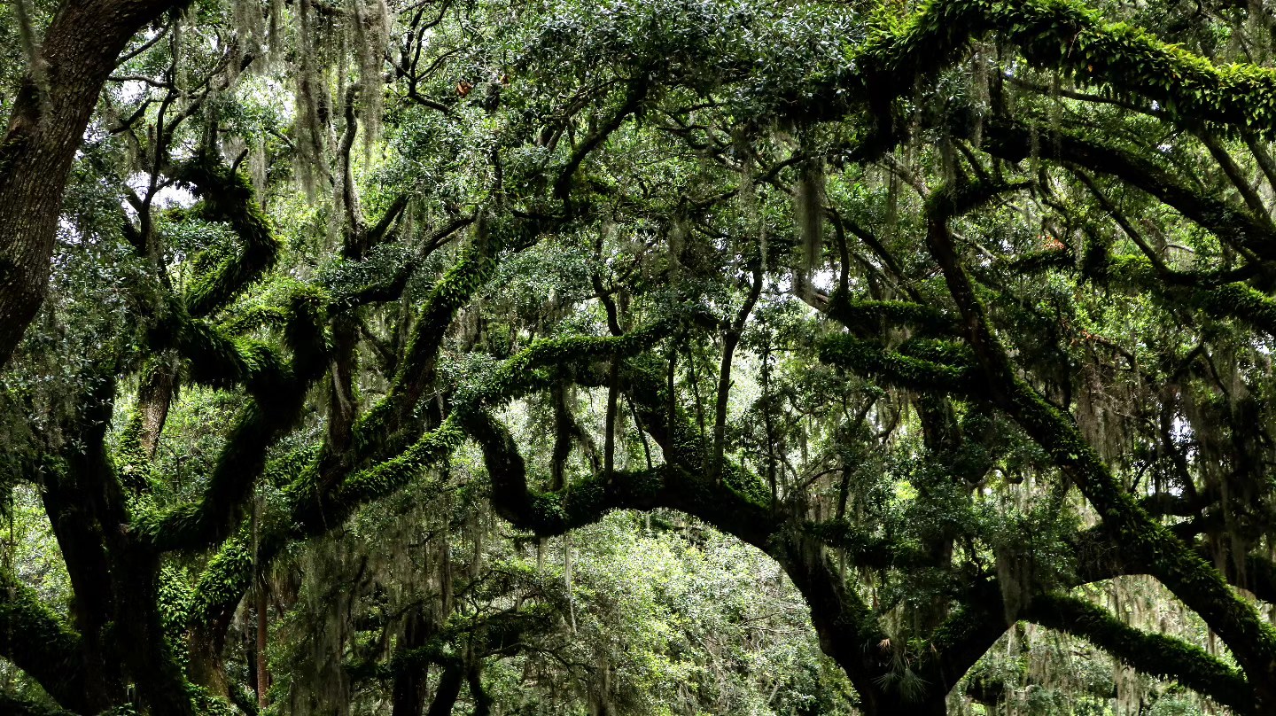 "Angels of the South"
#trees #treephotography #photooftheday #photography #greenphotography