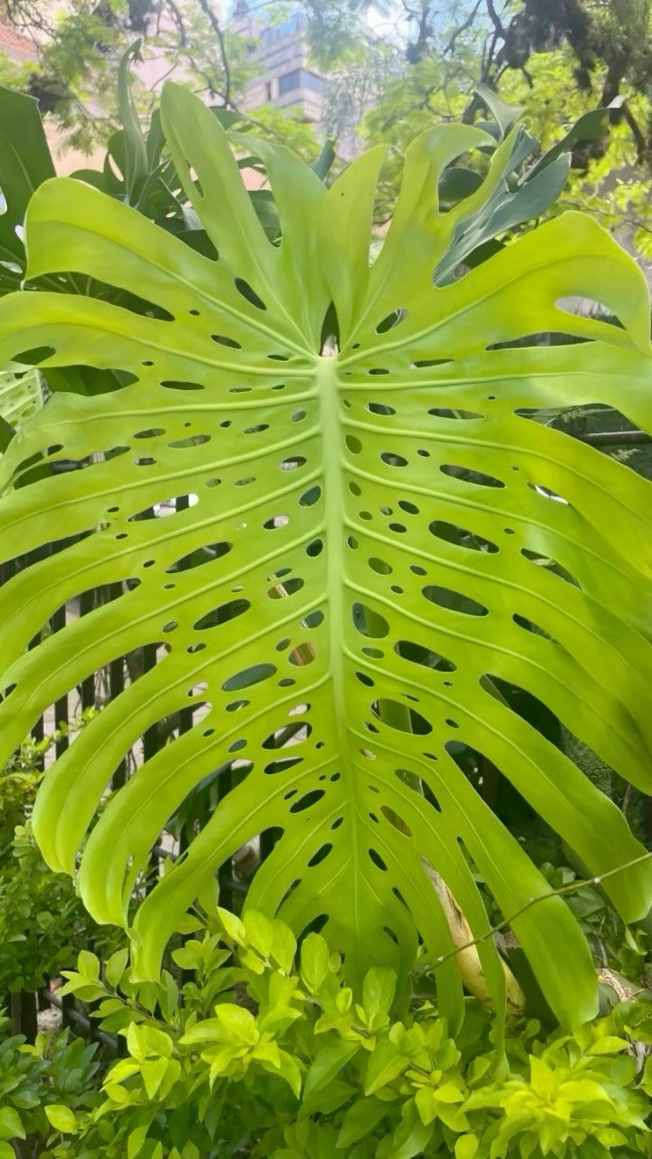 “Nada está em repouso, tudo se move, tudo vibra.”
O terceiro grande principio hermetico - o da vibração - encerra a verdade de que o movimento se manifesta em todo o universo. Nada está em repouso, mesmo quando aparenta estar parado - tudo se move, vibra e circula. Este principio foi reconhecido por antigos filosofos, depois esquecido, e no seculo 19 a ciencia fisica o redescobriu e as descobertas cientificas do seculo 20 corroboraram essa verdade sustentada pela antoquissima filosofia hermetica.
As diferencas das diversas manifestacoes do poder universal devem-se aos distintos modos e intensidades vibratorias - Quarta Natureza em sua nova fase✨
.
.
Sentindo na pele o aprendizado dos ultimos tempos. A Natureza no Brasil realmente nos impacta com uma vibração diferente - que reverbera nas pessoas e na sua maneira de interagir com o mundo.
.
💚
.
Nothing is at rest, everything moves, everything vibrates.
The third great Hermetic principle – that of vibration – embodies the truth that movement manifests itself throughout the universe. Nothing is at rest, everything moves, vibrates, and circulates. This Hermetic principle was recognized by ancient philosophers, then forgotten, and in the 19th century physical science rediscovered it, and the scientific discoveries of the 20th century corroborated this truth upheld by the ancient Hermetic philosophy.
The differences in the various manifestations of universal power are due to the distinct modes and intensities of vibration - Fourth Nature Concept comes to a new chapter 💫
.
.
Experiencing firsthand the lessons of recent times. Nature in Brazil truly impacts us with a different vibration – one that reverberates in people and in their way of interacting with the world.
.
.
Sul do Brasil | Dez 2025