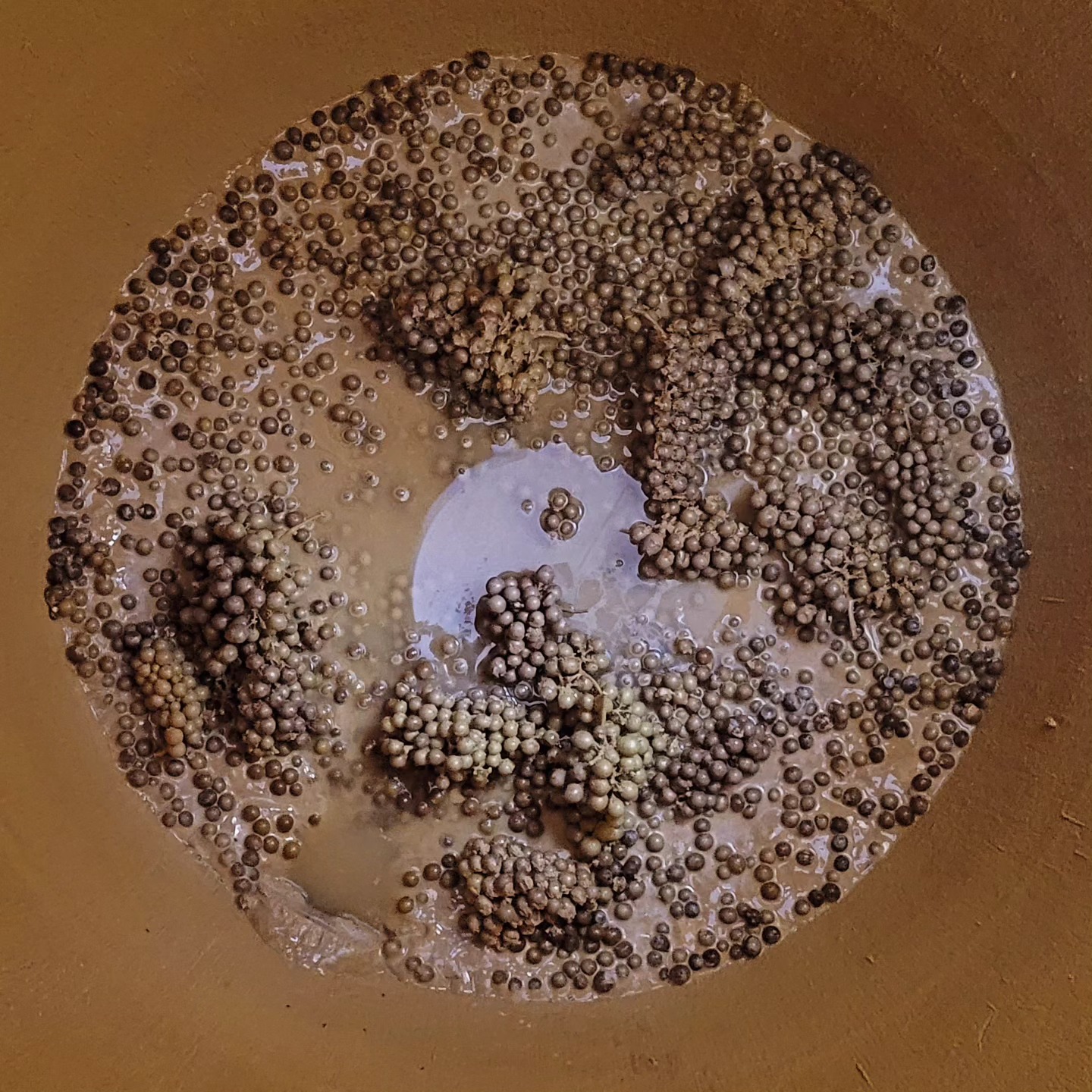 The last Grapes out of 2021 are leaving the Cellar! Getting some Space for 2023..
#dontpanicitsorganic #harvest2023 #weingutzöller #biowein #noshitadded