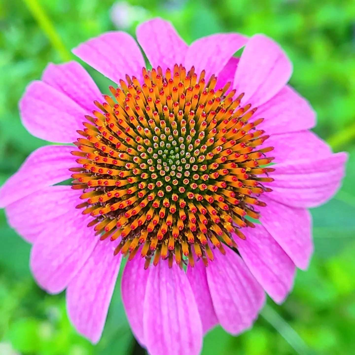My first batch of Echinacea/Coneflowers!! Amazing magenta and no filter for color 🌺
..
..
..
..
..
..
..
..
..
..
..
..
..
..
#Echinacea #Coneflower #immunitybooster #FaeFlowerStone #FaeDust #SnowGlobeLife #BringNatureIn #SelfCare #beGentle #beKind #100%SafePersonalHygiene #OrganicLiving #OrganicLife #SmallBatch #Seasonal #Colortherapy #EmotionalWellbeing #Aromatherapy #EssentialOils #Crystals #StoneLovers #FlowerEssences #Sarasota #SarasotaFlorida #SouthwestFlorida #Meditation #ActiveMeditation #MeditationGardens