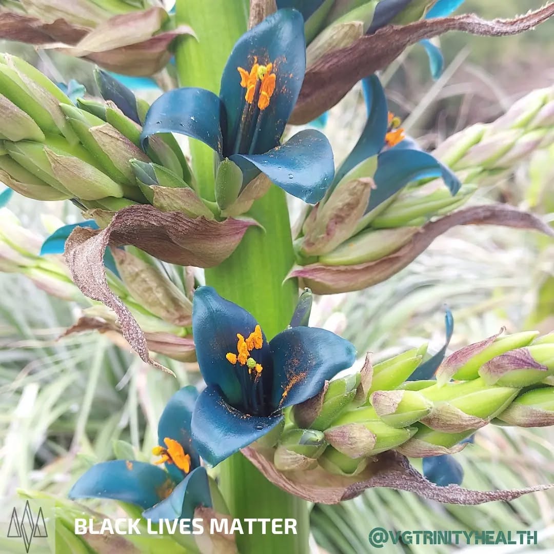 Puya Alpestris... a gift from #Earth... Another reminder of how being immersed in natural environments can help in coping with #stress.
.
.
.
.
.
#mentalhealth #nature #awareness #trauma #ptsd #anxiety #depression #mind #body #spirit #health #recovery #gratitude #mindfulness #hope