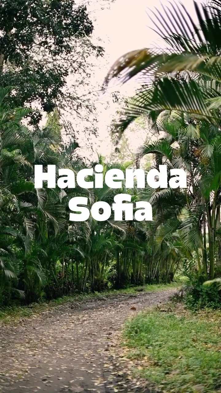 Rooted in Tradition. Driven by Excellence.π±π«
To kick off this year, weβre going back to where it all began. Since 1985, Hacienda Sofia has been a legacy of three generations perfecting the art of cacao in the heart of Ecuador. πͺπ¨
While our history is written in the soil, our future is defined by excellence. We achieve our premium standards through a commitment to rigorous protocols that honor our 40-year tradition:
Precision Selection: Only the finest ripe pods make the cut.
Scientific Fermentation: Strict pH and temperature control to unlock our signature flavor profile.
Consistent Quality: Protected drying processes that guarantee a 100% traceable and flawless bean.
We start this year just as we began decades ago: with deep respect for the land and an obsession with quality.
Commitment to the bean. Respect for the legacy. Letβs make this year extraordinary. π«β¨
#cacaoecuador #singlestatefarm #cacaomass