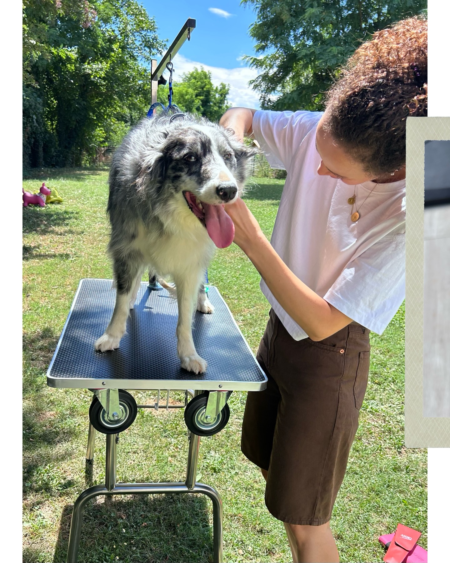 ✨ Petit souvenir de cet été ✨
Un toilettage réalisé quand je travaillais encore à Montpellier ☀️
Je n’avais encore jamais pris le temps de le partager… alors voilà, je vous présente Floki 🐶
Un chien adorable, très sage et très souriant 😊
Un toilettage tout en douceur, adapté à la saison et à son confort (sous l’œil attentif de sa petite sœur Freja) 🫶🏻
Un petit air d’été qui fait du bien ☀️
#toilettage #doggroomer