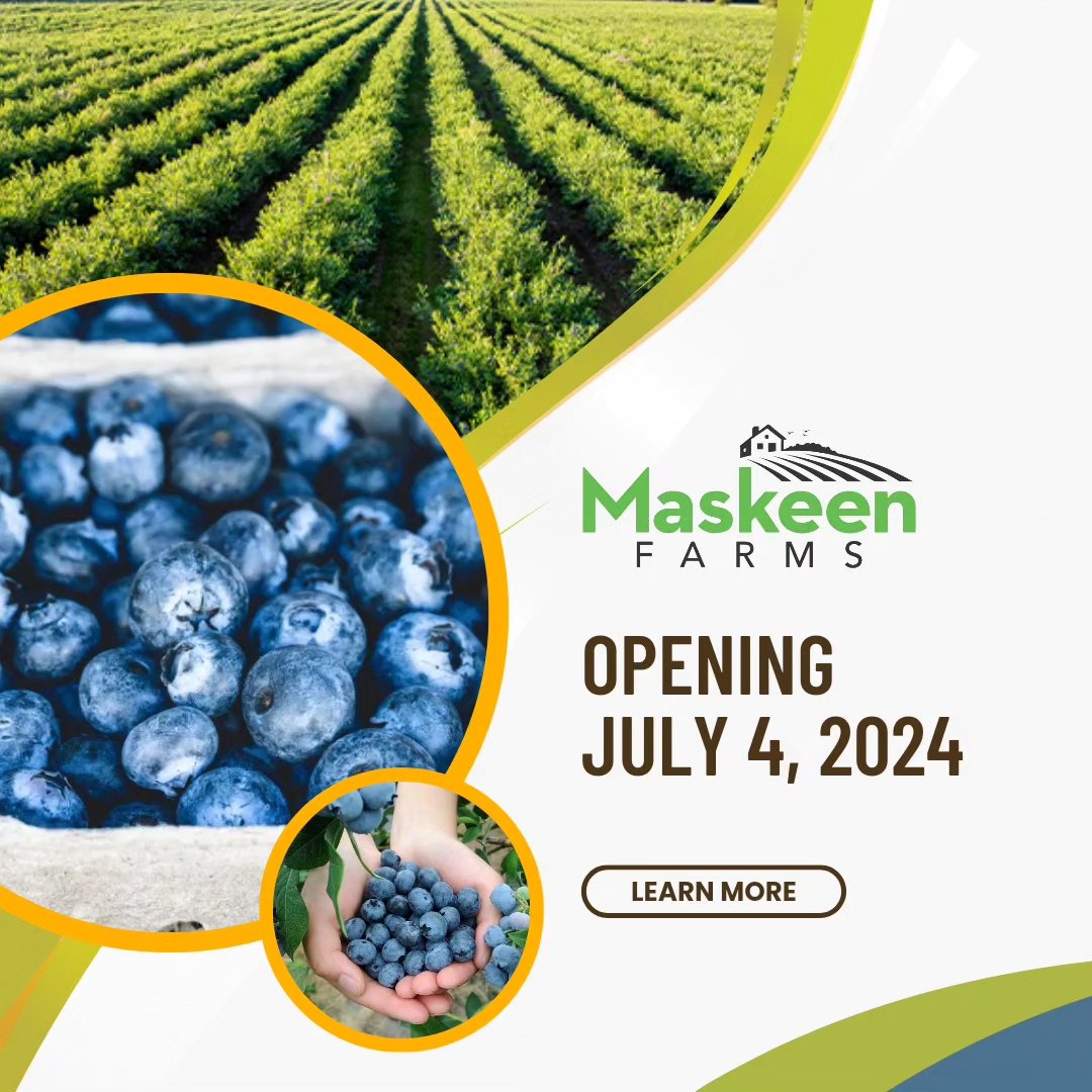 Exciting News! We're thrilled to announce that our blueberry farm is opening for the season on July 4th, 2024! ๐ Come and enjoy the freshest, juiciest blueberries straight from our farm to your table. See you soon!
#Maskeenfarms #Farm #BlueberrySeason #FarmFresh #PickYourOwn #Blueberries #LocalHarvest #BerryLovers #FreshFromTheFarm #FamilyFun #HealthyEating #SupportLocal #FarmLife