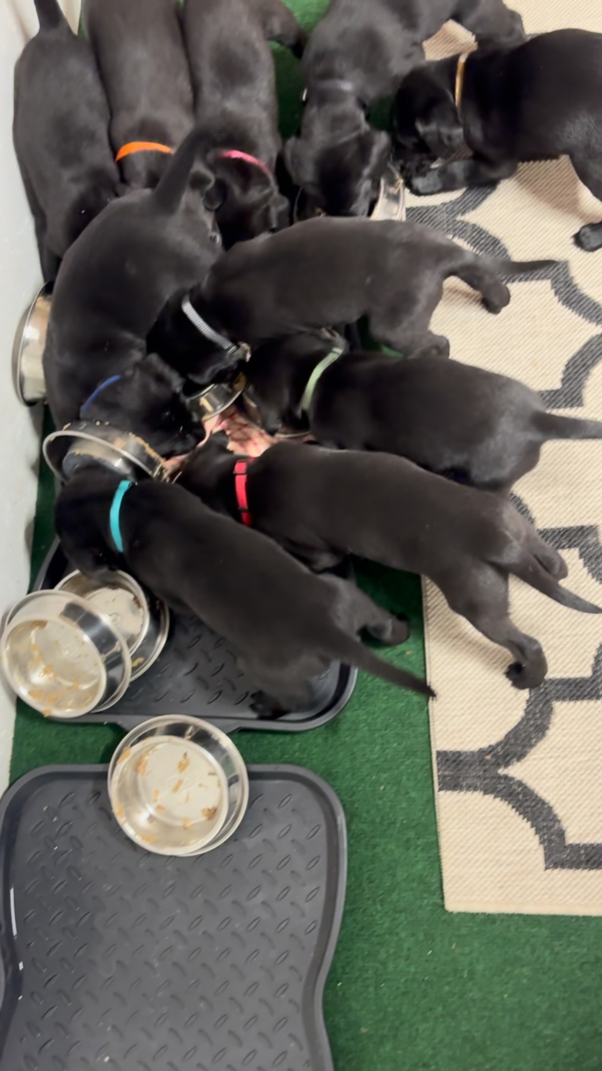 Då var den sista valpen såld. Samtliga kommer till nya underbara familjer som verkar brinna för de små liven.
Vi är såååå nöjda med alla valpköpare.
Grattis alla valpköpare till era nya familjemedlemmar❤️❤️❤️❤️