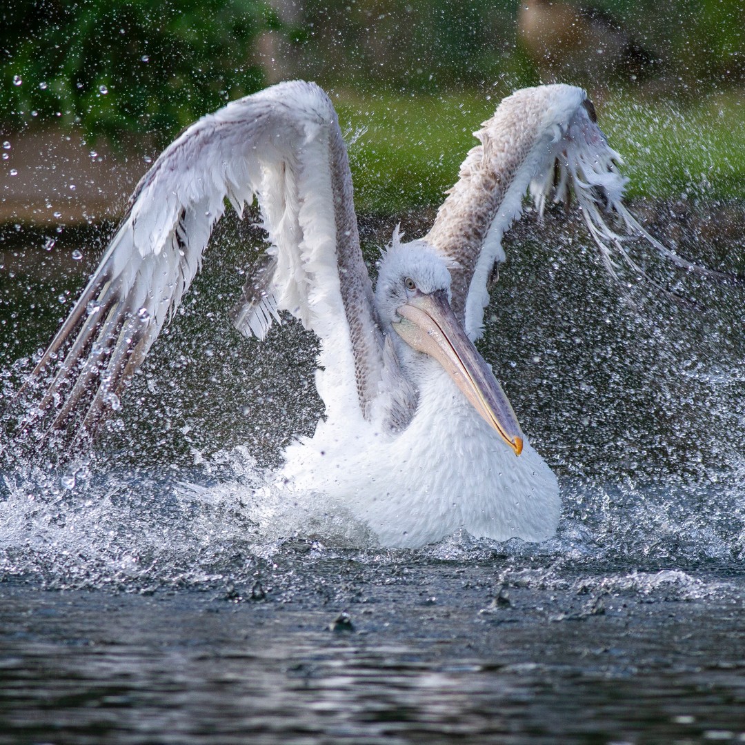 Dalmatian Pelican washing @wwtarundel.
The Dalmatian pelican (Pelecanus crispus) is the largest member of the pelican family, and perhaps the world's largest freshwater bird, although rivaled in weight and length by the largest swans.
#pelican #birds #birdphotography #wwt #wildfowlandwetlandstrust