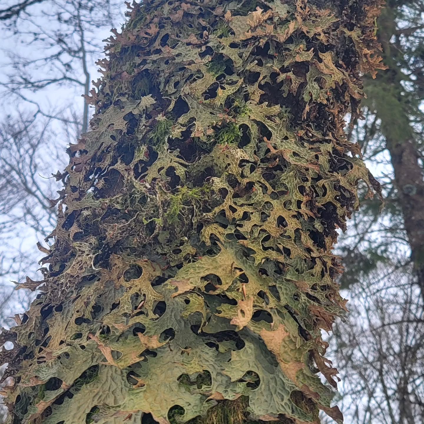 Florilège de lichens, les sentinelles de l'environnement 🤩
Haute Crête
Massif des Vosges
Alsace
#massifvosgien #jaimelaforet #randovosges #randoalsace