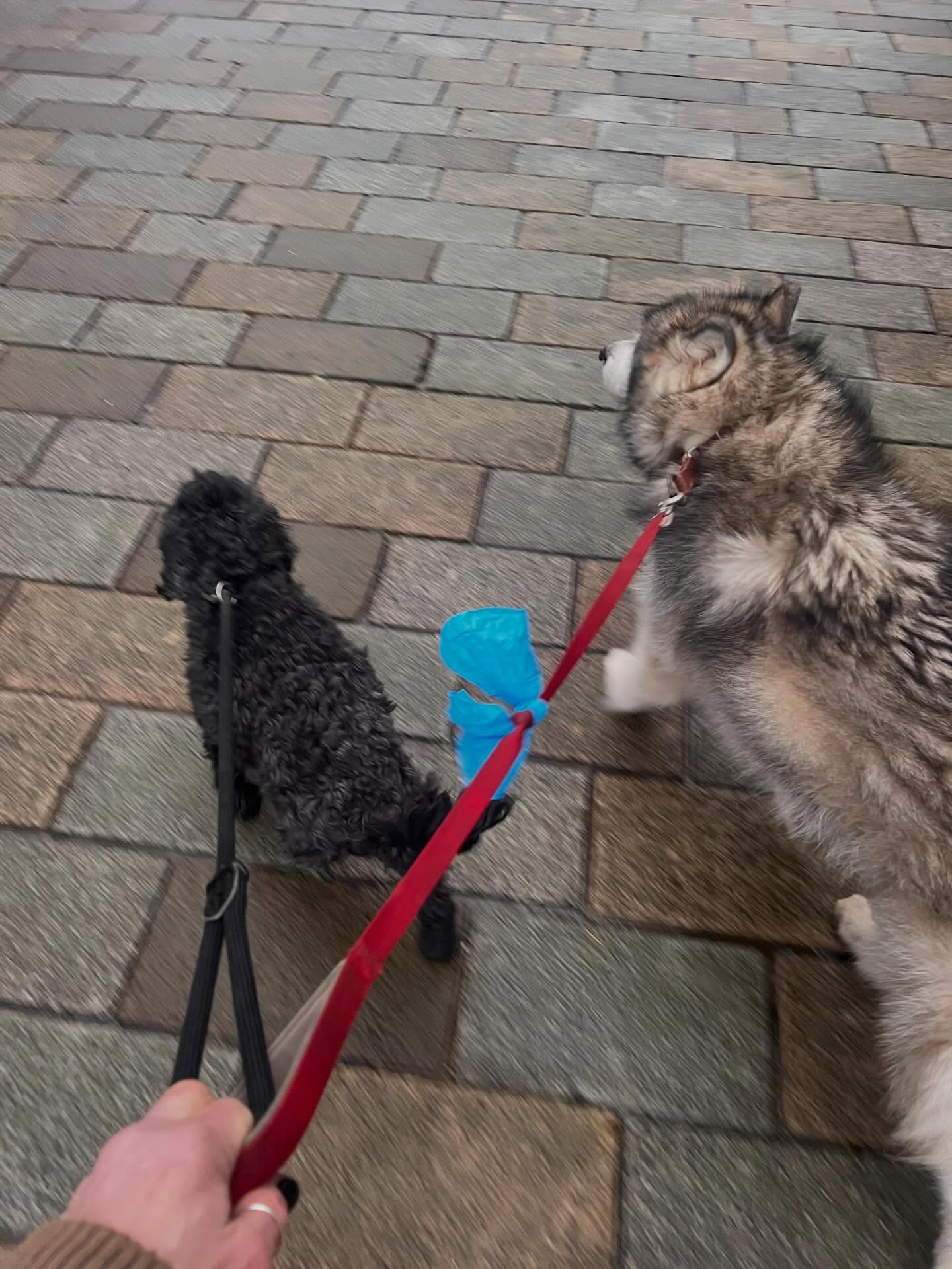 One very windy morning walk with Heidi’s old friend Willis #royalwilliamyard #berylscampsite #storm