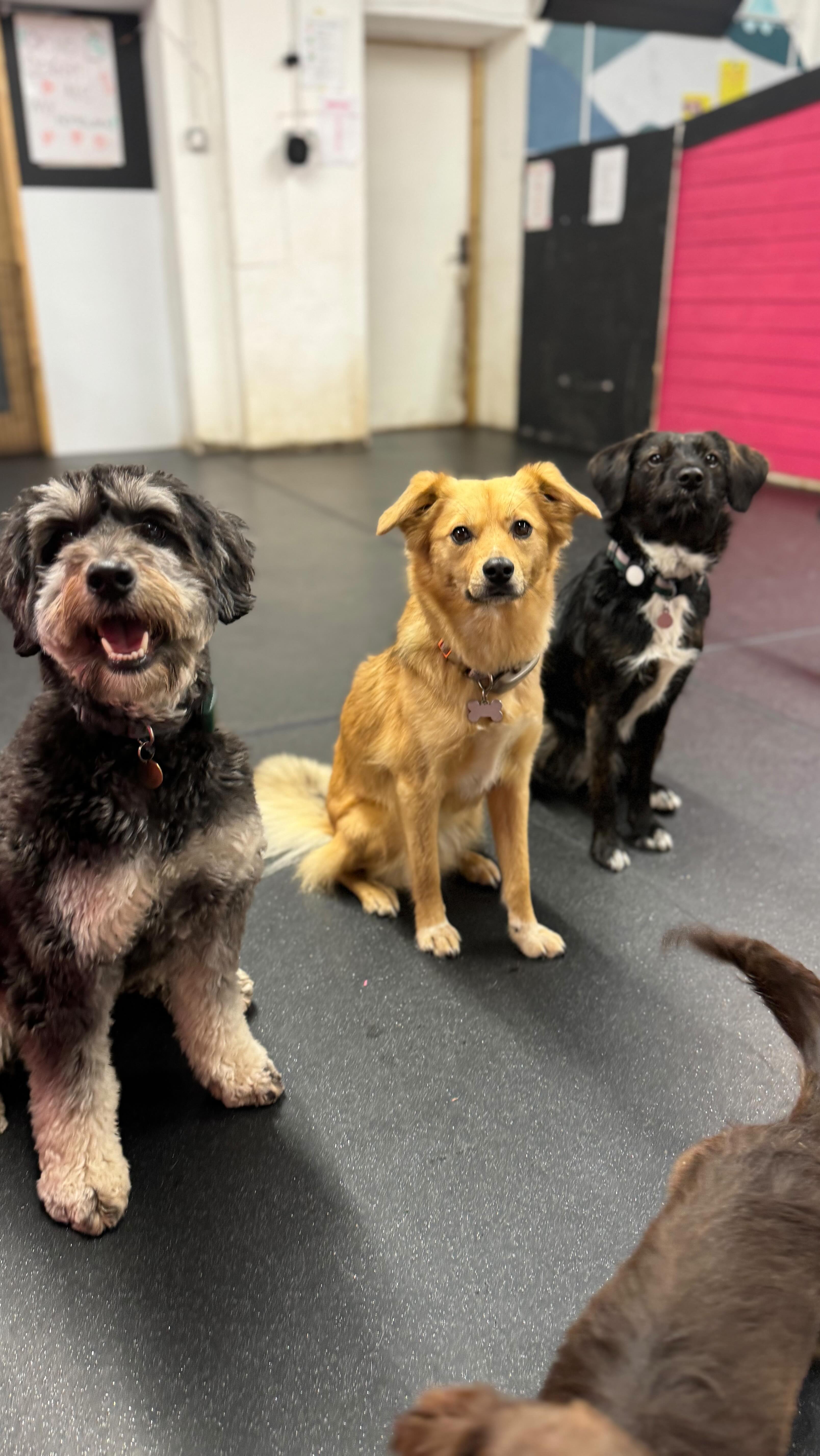 Girls night at daycare 🥰💋
Did you know we are open until 23:00 at both Peckham and Brixton on Tuesdays, Wednesday and Thursdays?
Enquire today for your pup’s space at after school club 🥰
#dogdaycare #doggydaycare #dogsofiglondon #pawsandpause #dogdaycarelife