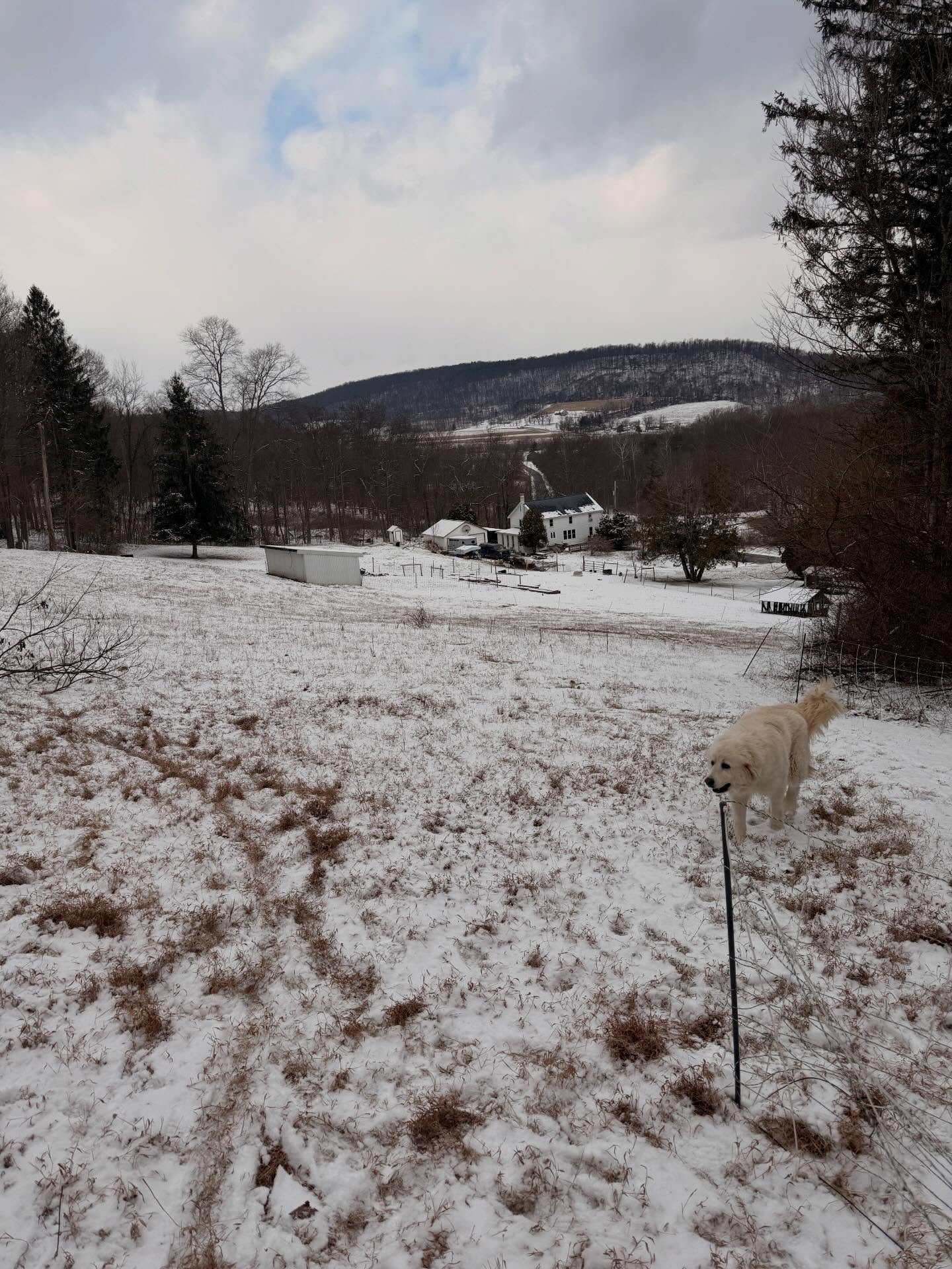Are you ready for the big snow? I'm so glad Mother Nature waited until after Farm Show. This week has been a prep the goats and family for snowmagedon 2026. Goats have a deeply bedded barn and tons of hay to eat. Best way to keep them warm is through their stomach 😆 Tomorrow I'll be driving up and delivering more hay before the snow hits. Snow shovel is ready to roll. Extra water buckets filled and water for humans too. Praying we don't lose power. But I am so excited for the hush of a beautiful snow.
#snowlover #bringitonmothernature #snowdays
