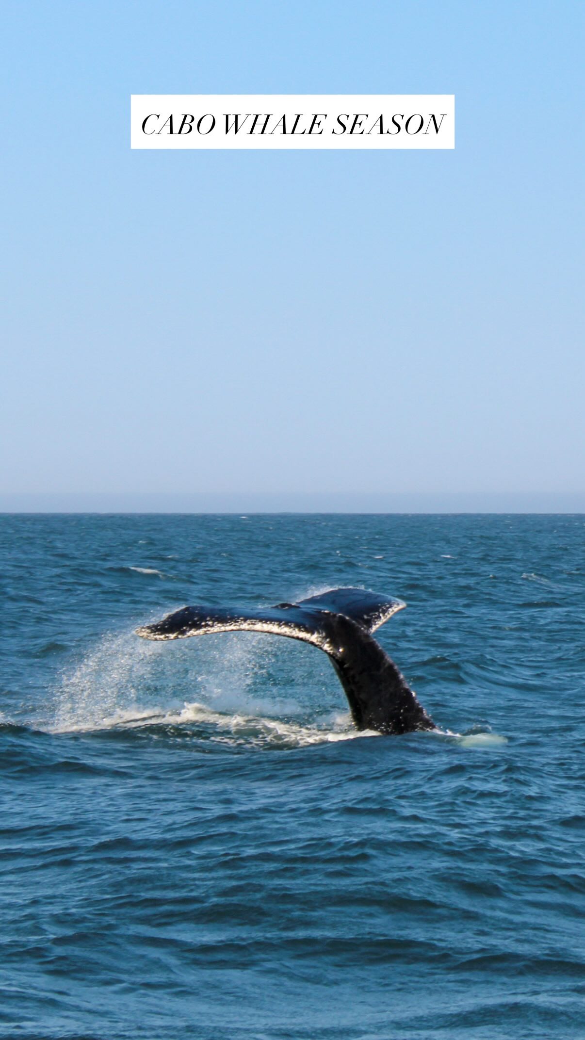 You heard it here first:
Whale season is BEST in Los Cabos!
From November to April, whales make their way to Los Cabos — making it one of the most magical times to visit!!!
Whether you’re spontaneously paddleboarding near your resort, seeing them from your private yacht, or spotting them from your room, or while relaxing on the beach — seeing whales in Los Cabos needs to be on your bucket list.
After traveling here for 19 years, we promise whale watching does NOT get old! We swear the whales love Cabo as much as we do since each whale season keeps getting better!!
Follow us @kitchensinkit for the best of Los Cabos!
#cabo #cabosanlucas #loscabos #whalewatching #whaleseason