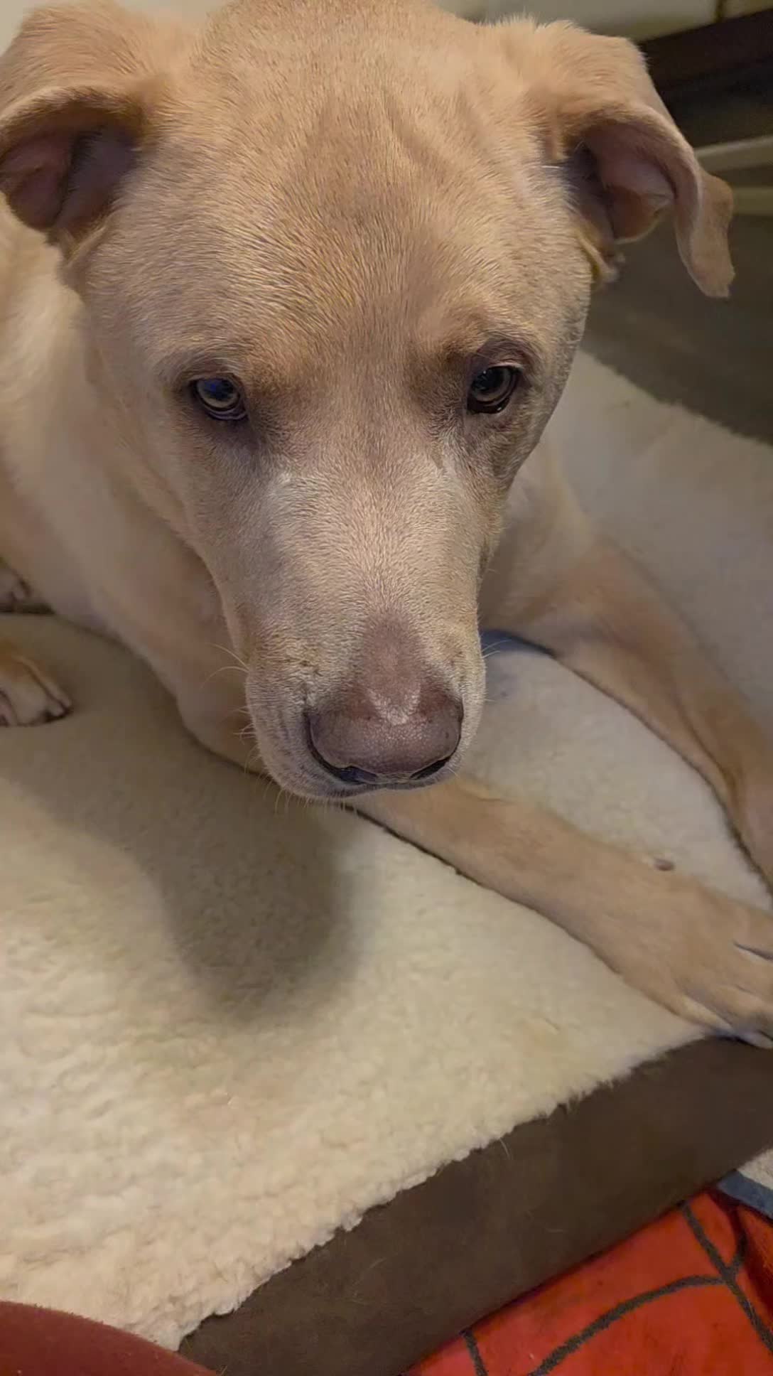 It's my baby's birthday! I seriously can't believe he's seven years old 😭😭
Decided to have fun and give him his whole cake piece at once. He did not disappoint 😂
#dogmomsofinstagram #doglover #doglife #dogsofinstagram