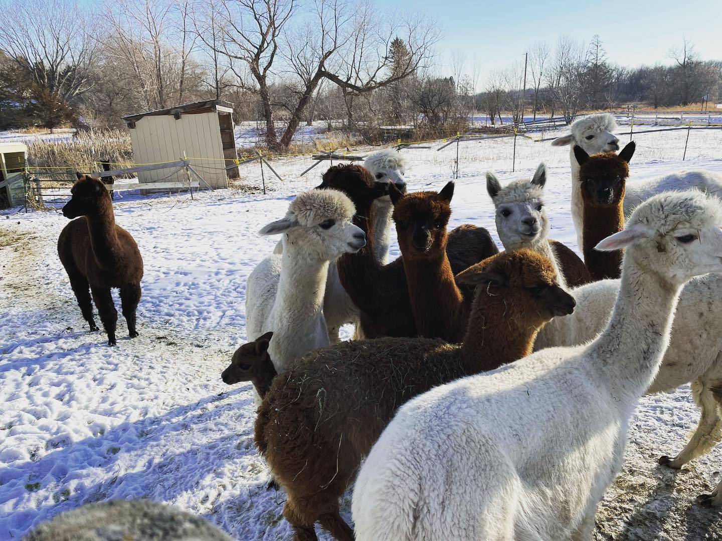 Little Merry is fitting right into the herd #alpaca