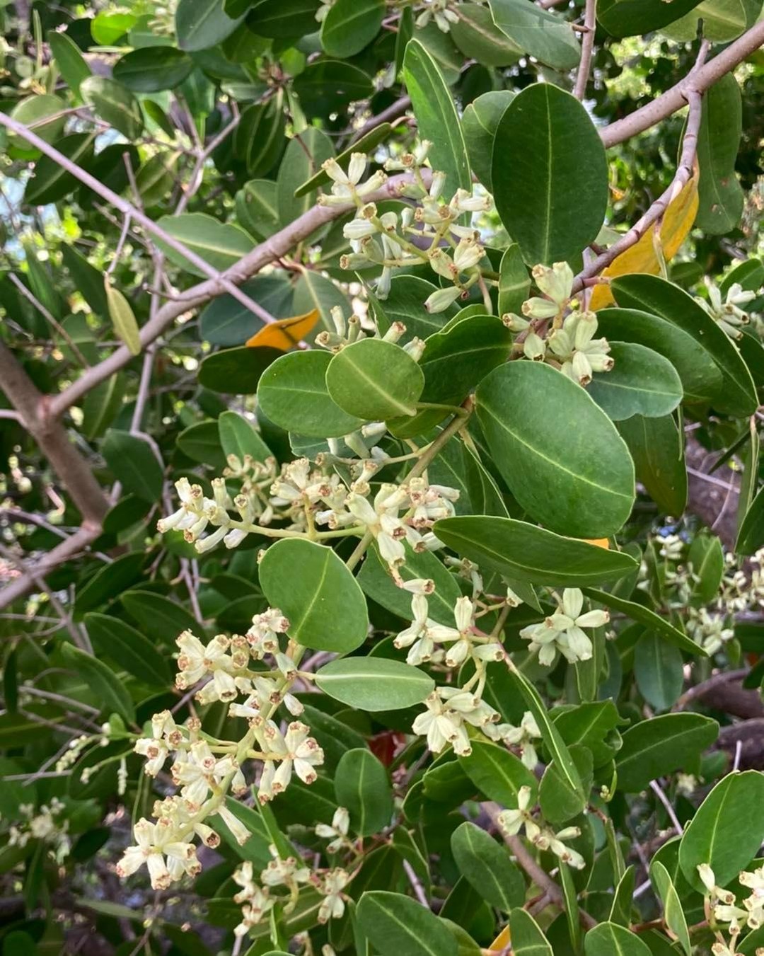 #paletuvierblanc #whitemangrove
#almostavaible