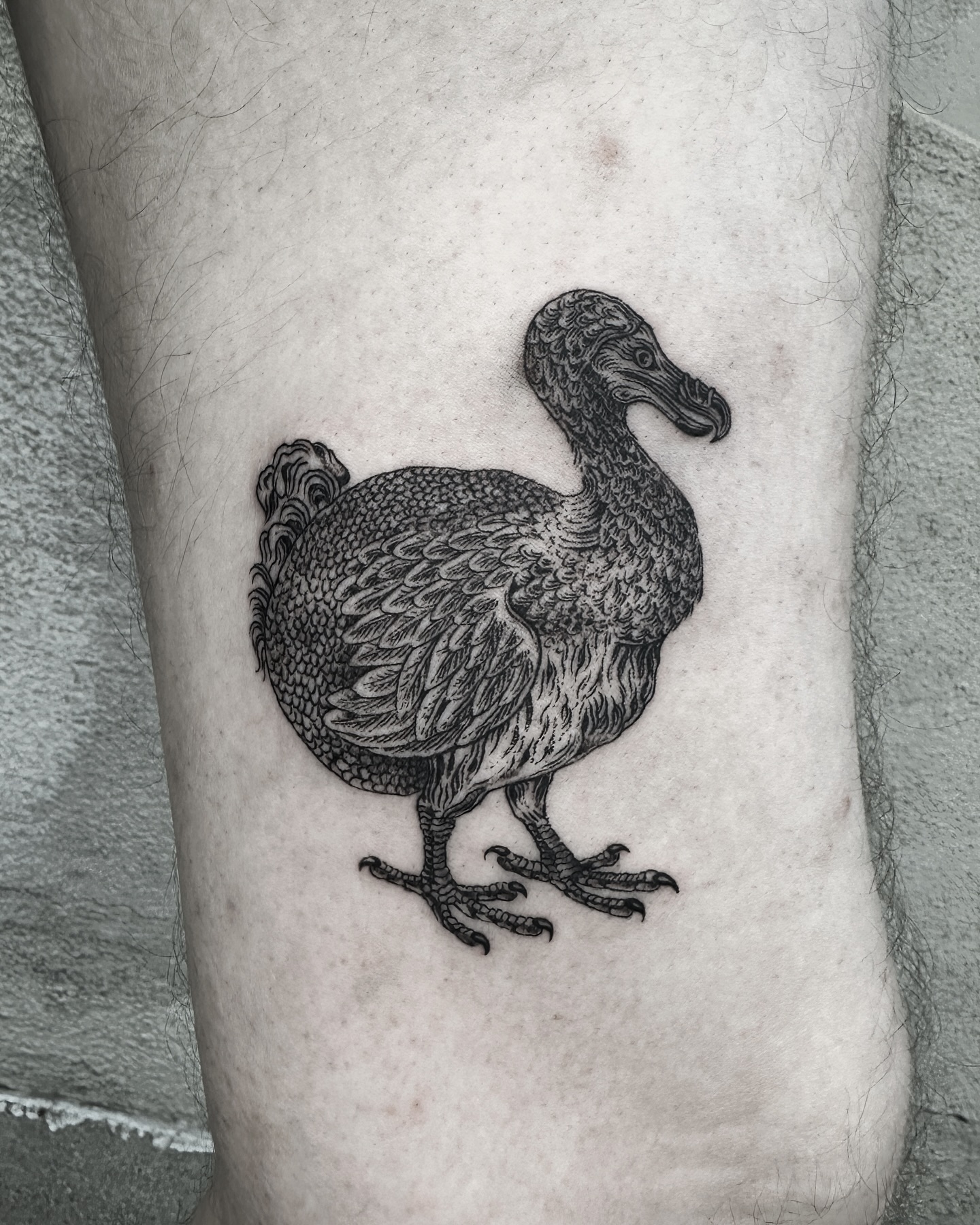 • Dodo Bird •
Thanks for the trust Colin!
Inked at @embersteel_studio
.
.
.
.
.
#dodobird #slctattoo #slctattooartist #slctattoos #utahtattoo #utahtattooartist #slcartist #slcink #blackwork #blackworkers #onlythedarkest #arteobscurae #finelinetattoo #fineline #blackandgreytattoo #etching #engravingtattoo #engraverstattoo #lineworktattoo #woodcuttattoo #etchingtattoo #occulttattoo #alchemytattoo #medievaltattoo #inkengravers @engraverstattoos