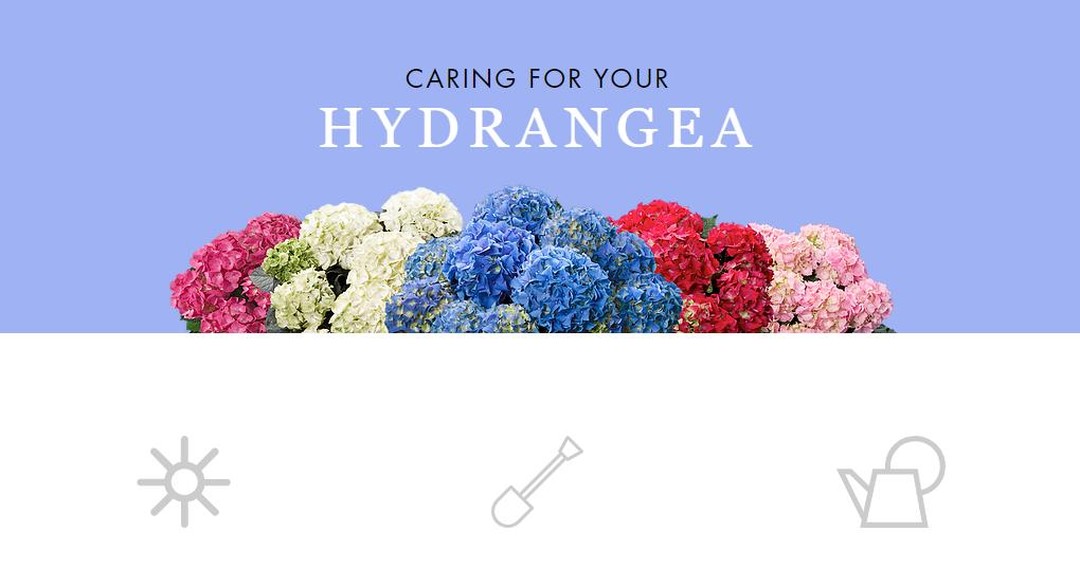 Purchased a hydrangea and not sure what to do next? Here's some tips!
SUN - Select a gardening spot in the semi shade. A spot in the sun will also do, but be sure to water more frequently especially during the summer months. Beautiful Hydrangeas will thrive in Hardiness Zones 5-9.
PLANTING - Dig a hole two to three times bigger than the pot and throw in ample potting soil. To stimulate re-growth of roots, remove the pot and slightly break up the edges of the root ball. Saturate the hydrangea in a bucket of water for a few minutes if the root ball feels dry before planting.
WATER - After planting, water sufficiently. Repeat watering regularly, especially after planting to promote growth of new roots. Be careful not to over-water.