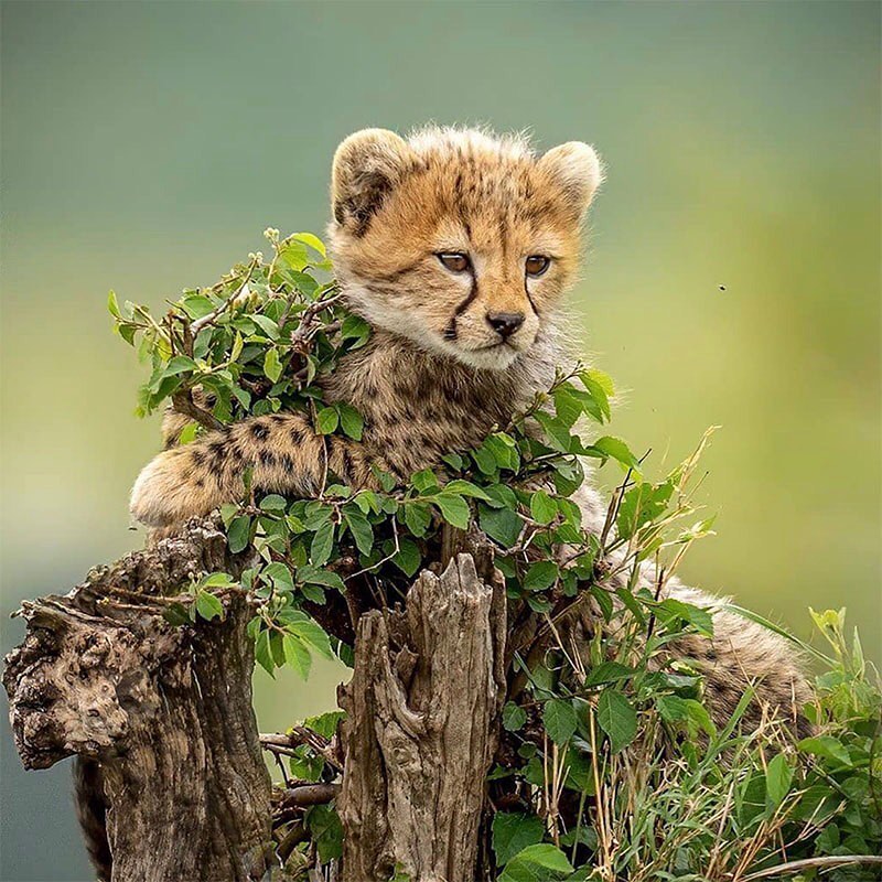 “Cheetahs are revered and known for their grace, yet they are very different from the other wild large cat species. And the baby cheetah grows up very differently to a lion or other cat. A baby cheetah is tiny, weighing just half a pound. Once born baby cheetahs will mostly be nursing and sleeping. As their eyes start opening from ten days, they will finally start crawling. Their eyes will fully open around 12 days. After this time, they will become more active, and finally start to stand and walk around. When the cubs reach six weeks of age, they will be strong enough to accompany their mother on hunts. They will trail behind her and from this time onward they will not leave her side. This side-by-side exploration will continue until they are old enough to leave their mother’s protection, usually at 16 to 24 months.” www.africafreak.com
One of the easiest ways to help increase wildlife habitat every day is by switching your web browser to @Ecosia to plant trees for free while you search the web. Ecosia.org is the ‘search engine that plants trees’ by donating 80% of their advertising revenue to effective tree planting projects around the world with a focus on biodiversity hotspots.
Photo by @saedgrafics
Subscribe to @trilliontreescampaign for more inspiring nature content and to connect with easy ways to plant trees around the world.
#trilliontreescampaign #trilliontrees #reforestation #generationrestoration #wildnature #wildlife #wildlifehabitat #habitat #biodiversity #wildlifeplanet #wildlife_inspiration #wildanimals #naturephotography #mothernaturerocks #treeconnection #naturegrams #givebacktonature #nature_inspiration #naturebeauty_pix #naturemeditation #natureinspiredbeauty #naturelifeearth #mothernaturerocks #bigcatsforever #cheetah #babycheetah #cheetahs #cheetahsofinstagram #cheetahlove #cheetahlover