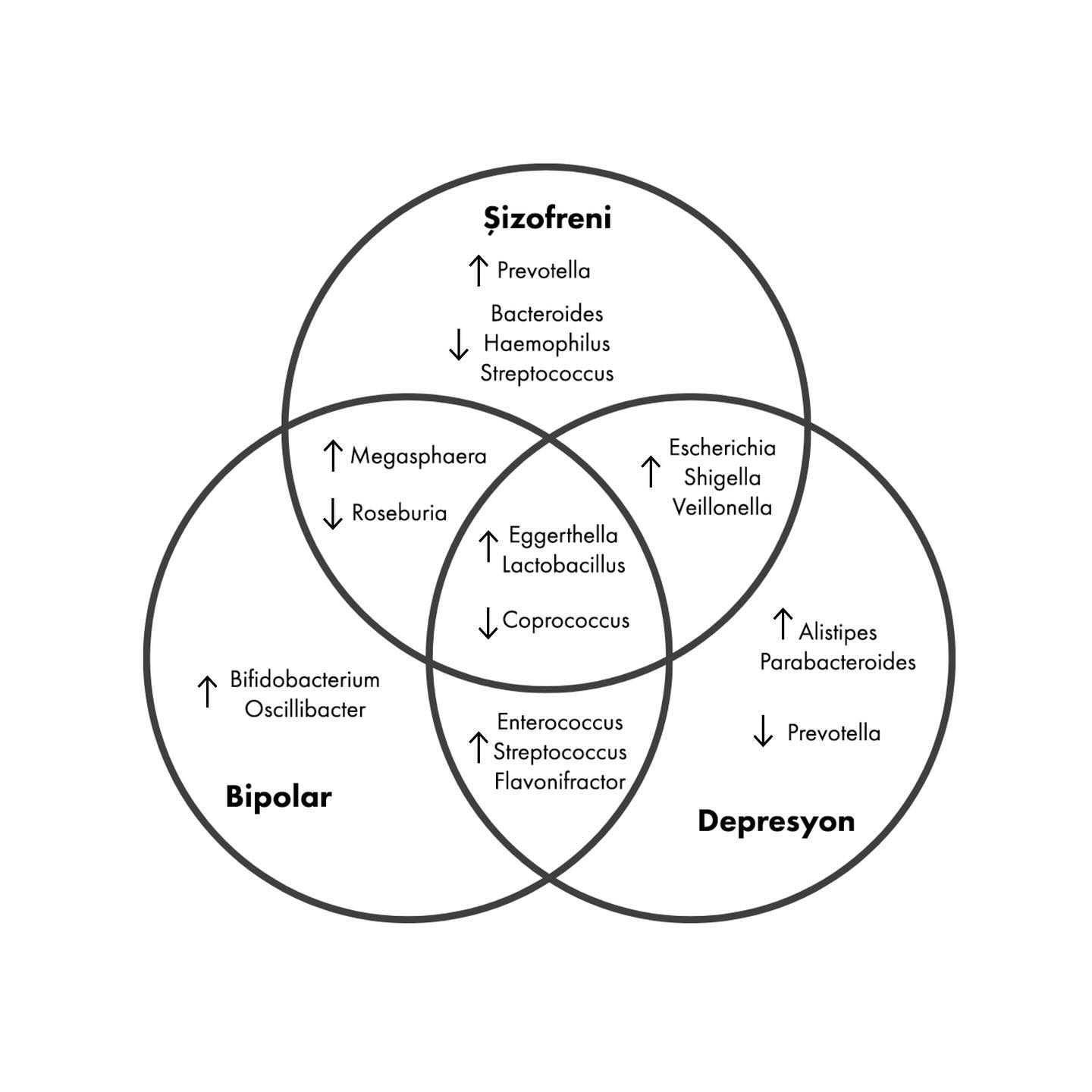 Bağırsak florası, ruhsal bozuklukların ‘metabolik mekanizması’ olarak işlev görür.
Bağırsak mikrobiyotası sinirsel, hormonal ve immünolojik yollar aracılığıyla fizyolojinin birçok yönünü etkilemektedir; öyle ki bazı çalışmalar bağırsak mikrobiyomunu ‘sanal bir organ’ olarak tanımlamaktadır.
Bağırsak bakterileri sağlığın korunmasına yardımcı olmakla birlikte, homeostatik düzenlemeyi de bozabilir ve ruhsal bozukluklar da dahil olmak üzere birçok hastalığın etiyolojisini ve patofizyolojisini etkileyebilir.
Belirli bakteri taksonları, bütirat üreten bakteri cinslerinin daha düşük seviyeleri, laktik asit üreten bakterilerin daha yüksek seviyeleri ve glutamat ve GABA metabolizması ile ilişkili bakterilerin daha yüksek seviyeleri de dahil olmak üzere zihinsel bozukluklarla yaygın olarak ilişkilendirilmiştir.
Bağırsak mikrobiyotası, psikolojik sağlık ve nörolojik fonksiyonlar üzerinde önemli bir etkiye sahiptir. Bu konuda yapılan araştırmalar, bağırsak bakterilerinin bileşiminin ve dengesinin, ruh hali, stres yanıtı, bilişsel fonksiyonlar ve sosyal davranışlar gibi pek çok psikolojik ve nörolojik süreç üzerinde belirleyici olabileceğini göstermektedir.