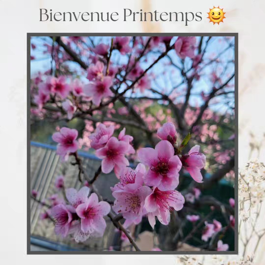 🌸 Douce mélodie du printemps 🌸
Hier, nous avons accueilli avec joie les premiers souffles de cette saison enchanteresse.
Les arbres se parent de leurs plus belles fleurs🌼🌺, offrant un spectacle éblouissant de couleurs et de parfums.
Une invitation à se perdre dans la beauté éphémère de la nature 🌳
#Cecocrea
#Cecocreabijoux06
#Nice06
#Departement06
#PrintempsMagique
#FleursEnFête
#NatureEnÉveil"