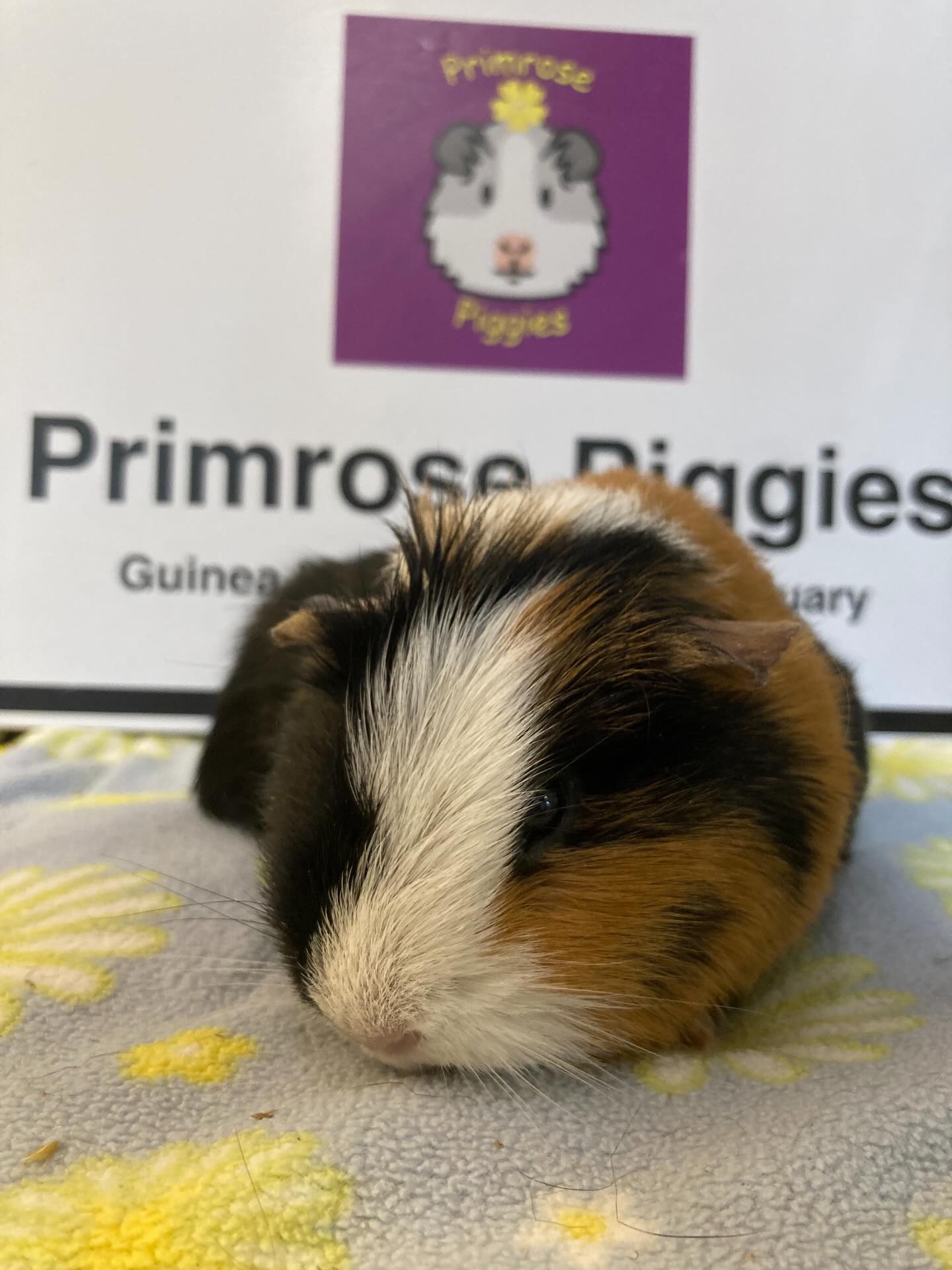 7 year old Zoom arrived yesterday after being the last of her herd and her owner not wishing to continue the piggy cycle combined with health issues.
Surrenders are often emotional and owners can feel a mixture of anxiety, guilt,embarrassment and shame. There’s often tears and we totally understand. We don’t pass judgement at all and it takes courage to ask for help.Previous owners can keep in touch if they want to and contact us for an update should they choose to. #guineapigs #surrender #kindness