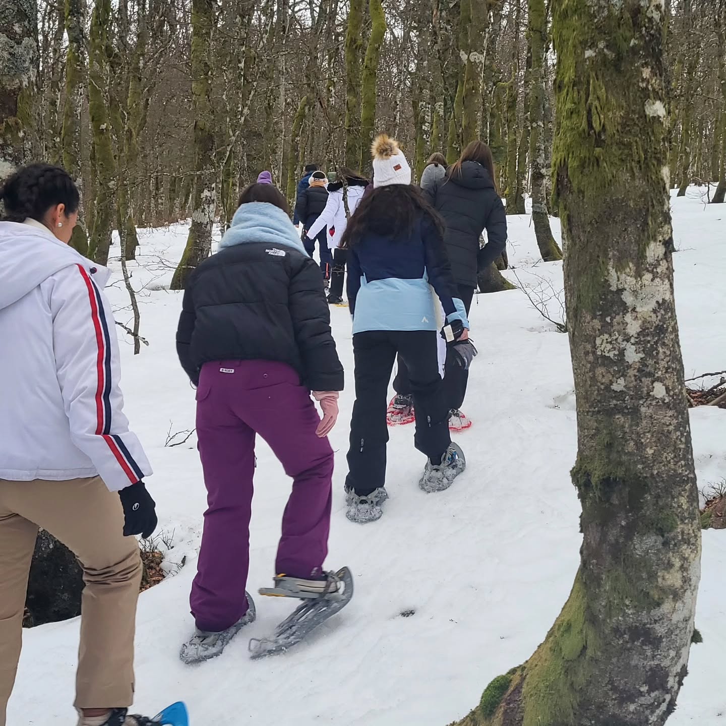 Raquettes à neige dans les Hautes Vosges... on parcourt les forêts pleines de richesses et on cherche les beaux points de vue !
#raquettesaneige #raquettesalsace #raquettesvosges #montagnealsace